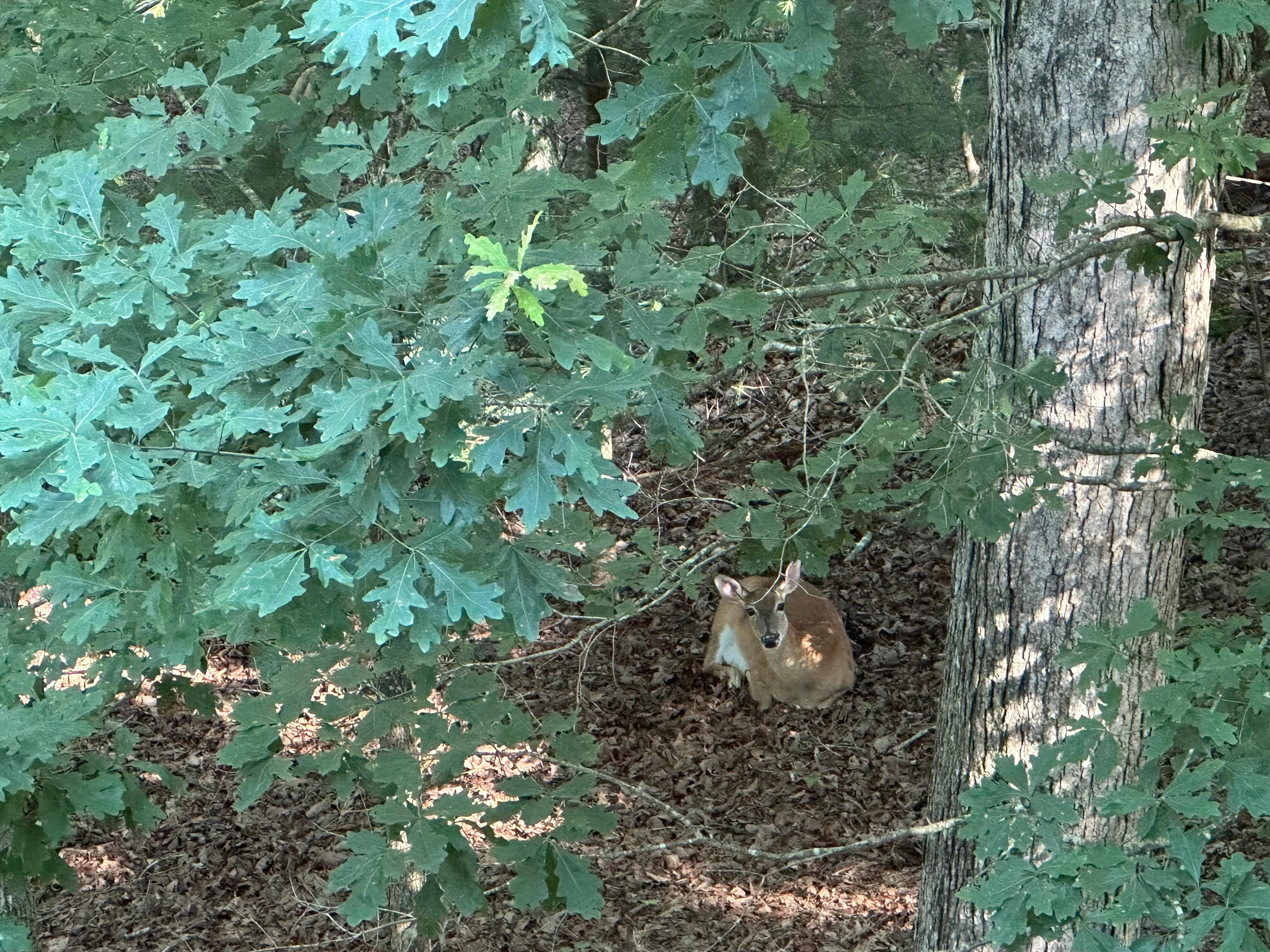 Deer in the backyard!