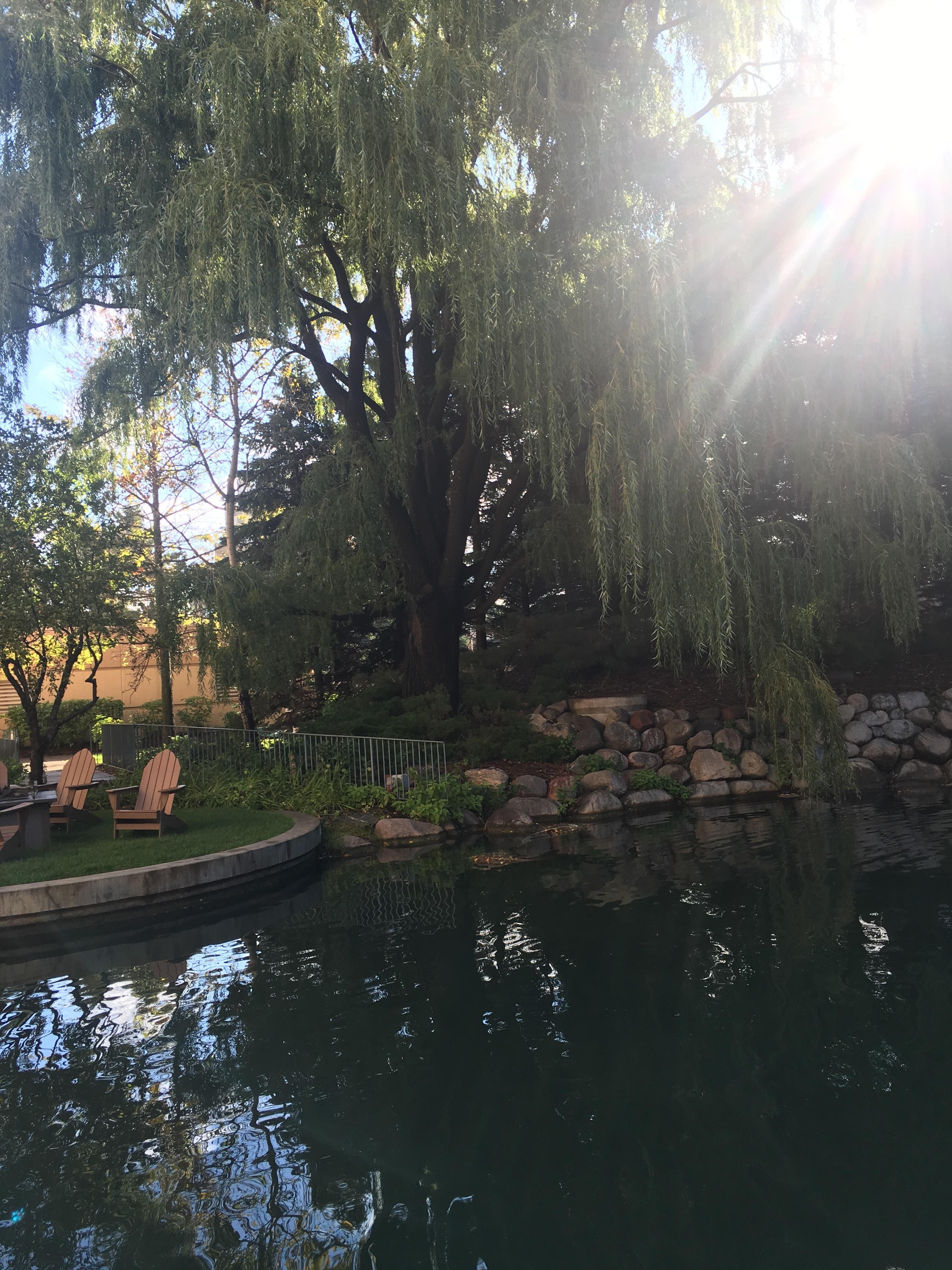 Fire pit near the small pond