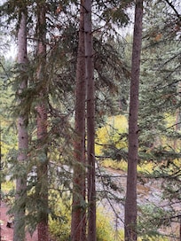 View from the patio