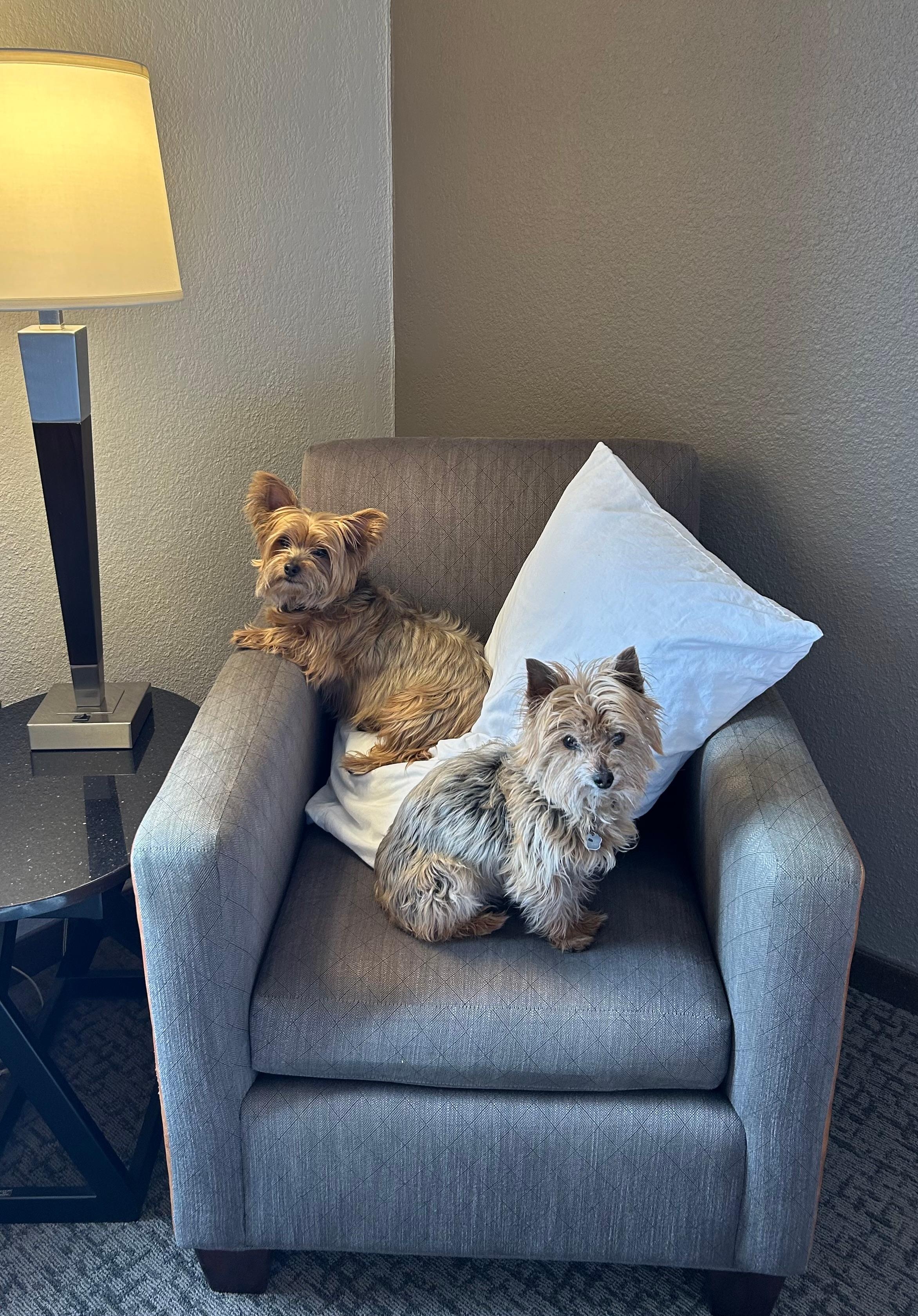 Our puppies loved it!