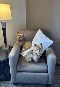 Our puppies loved it!