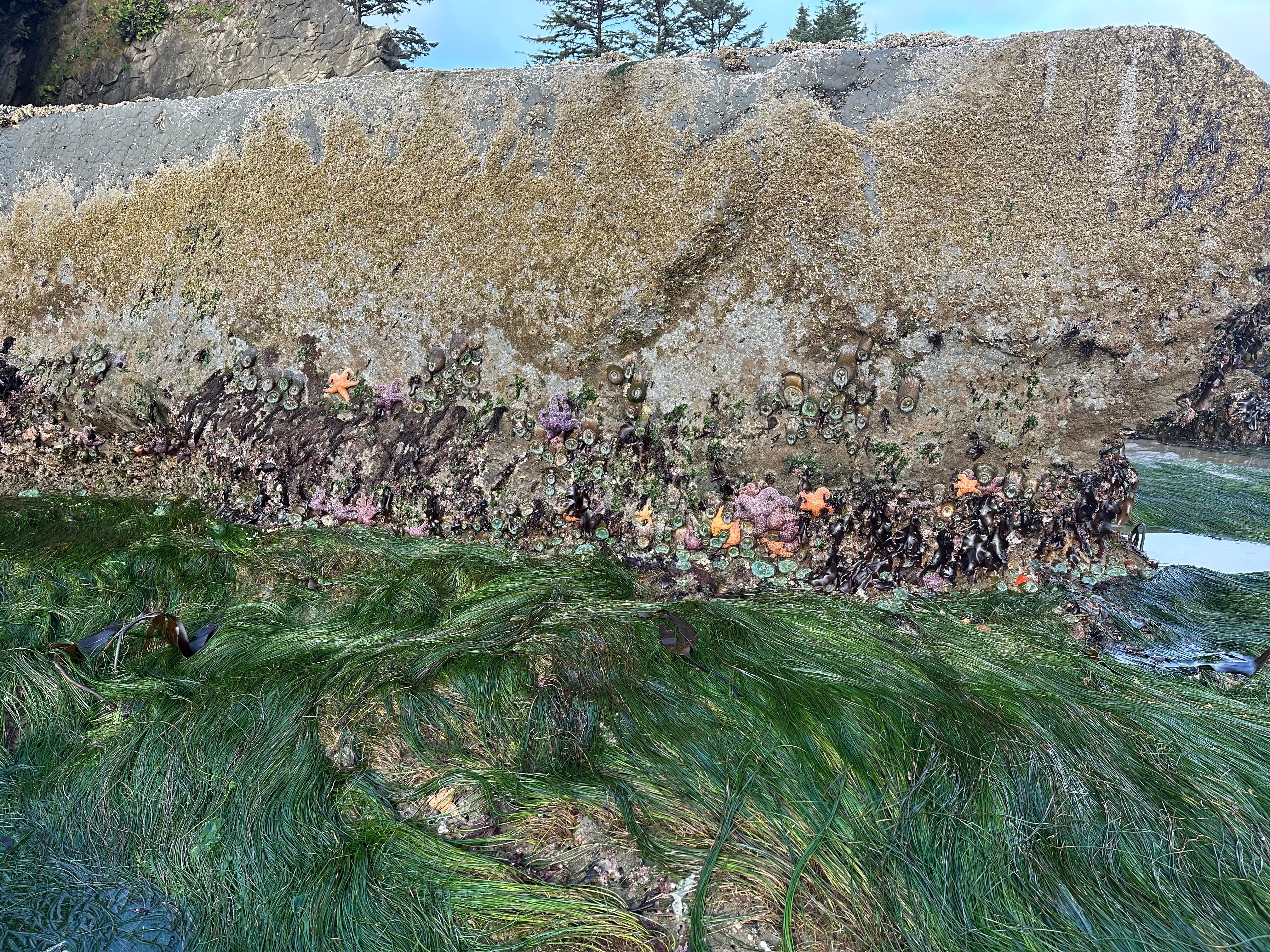 More nature at low tide 