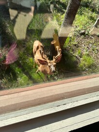 Frequent visits from these beautiful deer in the area.