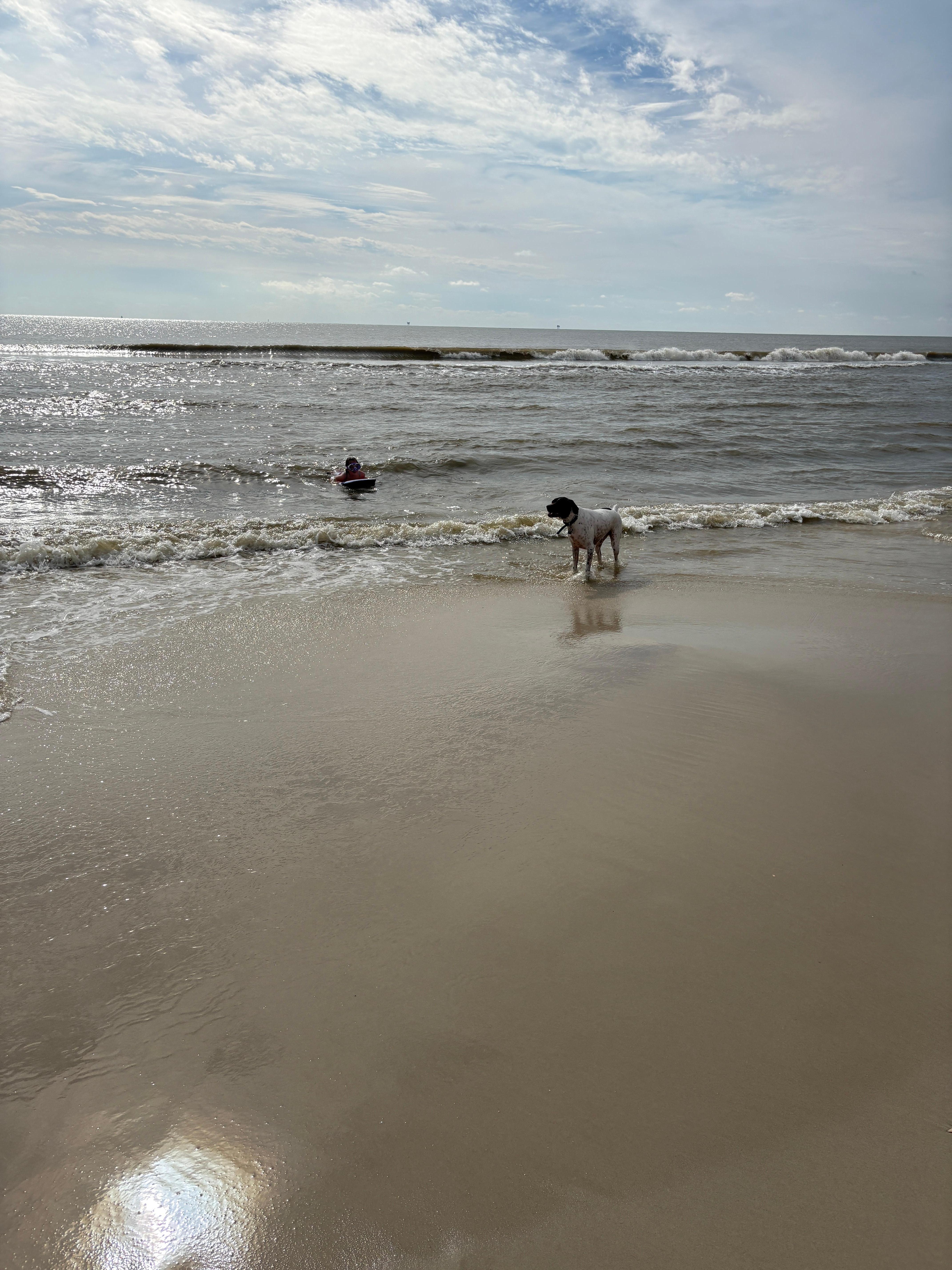 Gulf beach, dog friendly. Leashed if not swimming. 