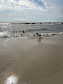 Gulf beach, dog friendly. Leashed if not swimming.