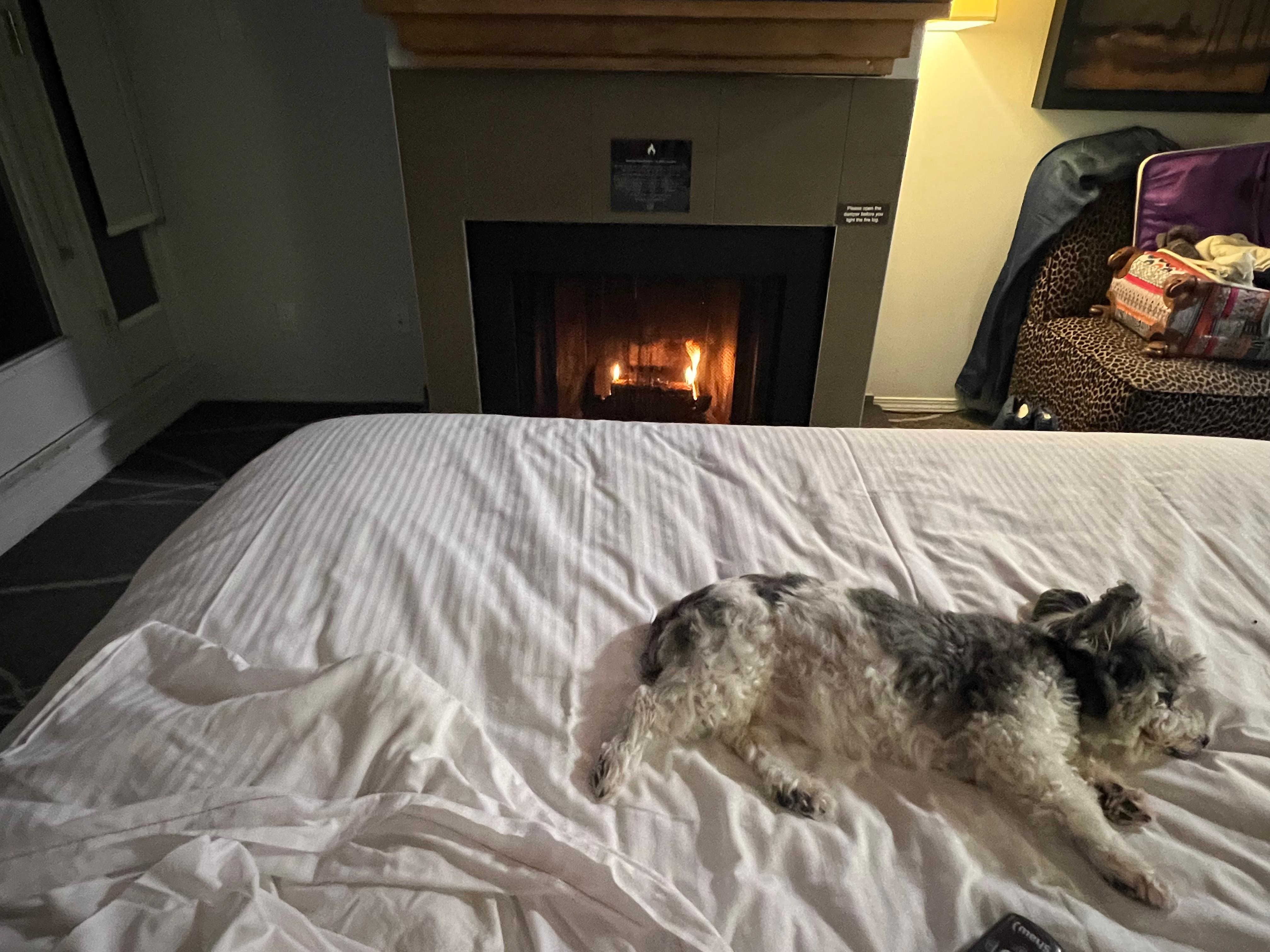 our dog enjoyed the fire as much as we did 