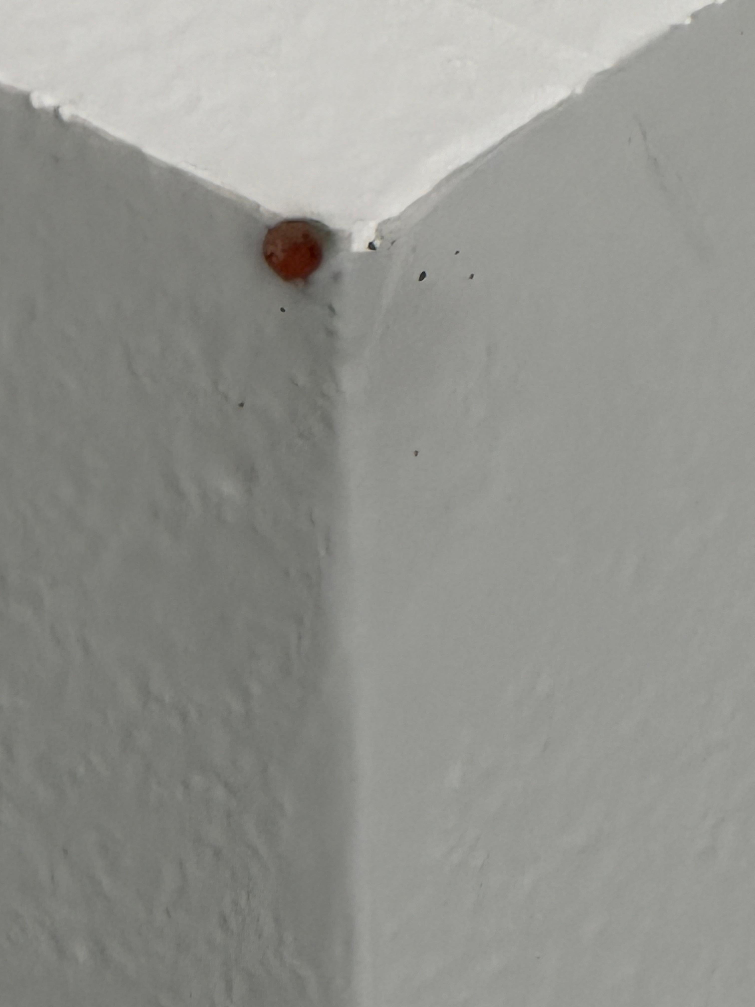 Lady bug - this did not really bother me 