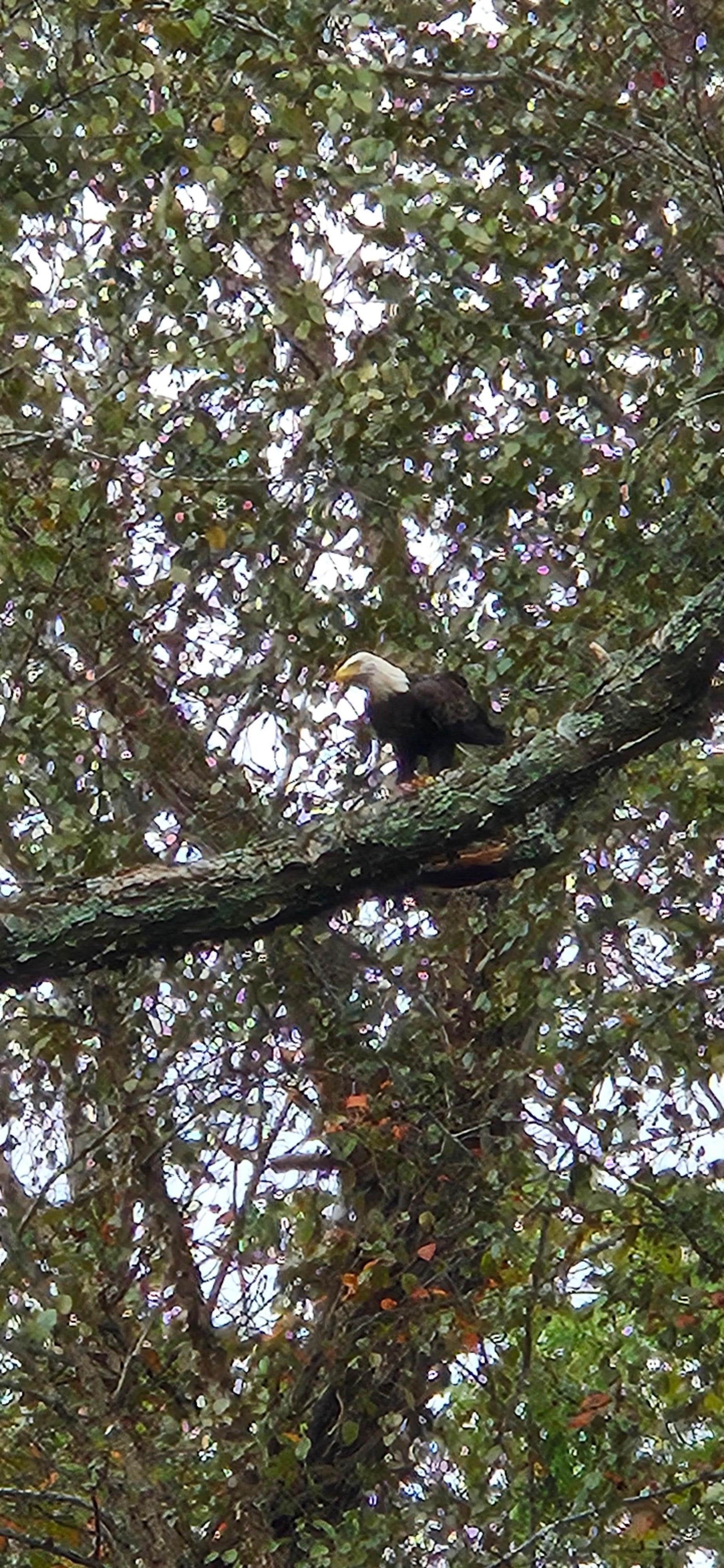 Taken from the back patio. Bald eagle enjoying its dinner.