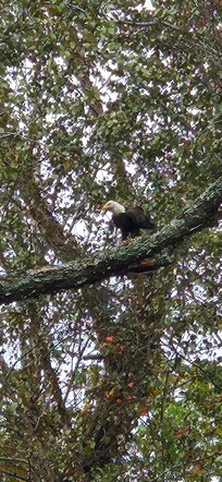 Taken from the back patio. Bald eagle enjoying its dinner.