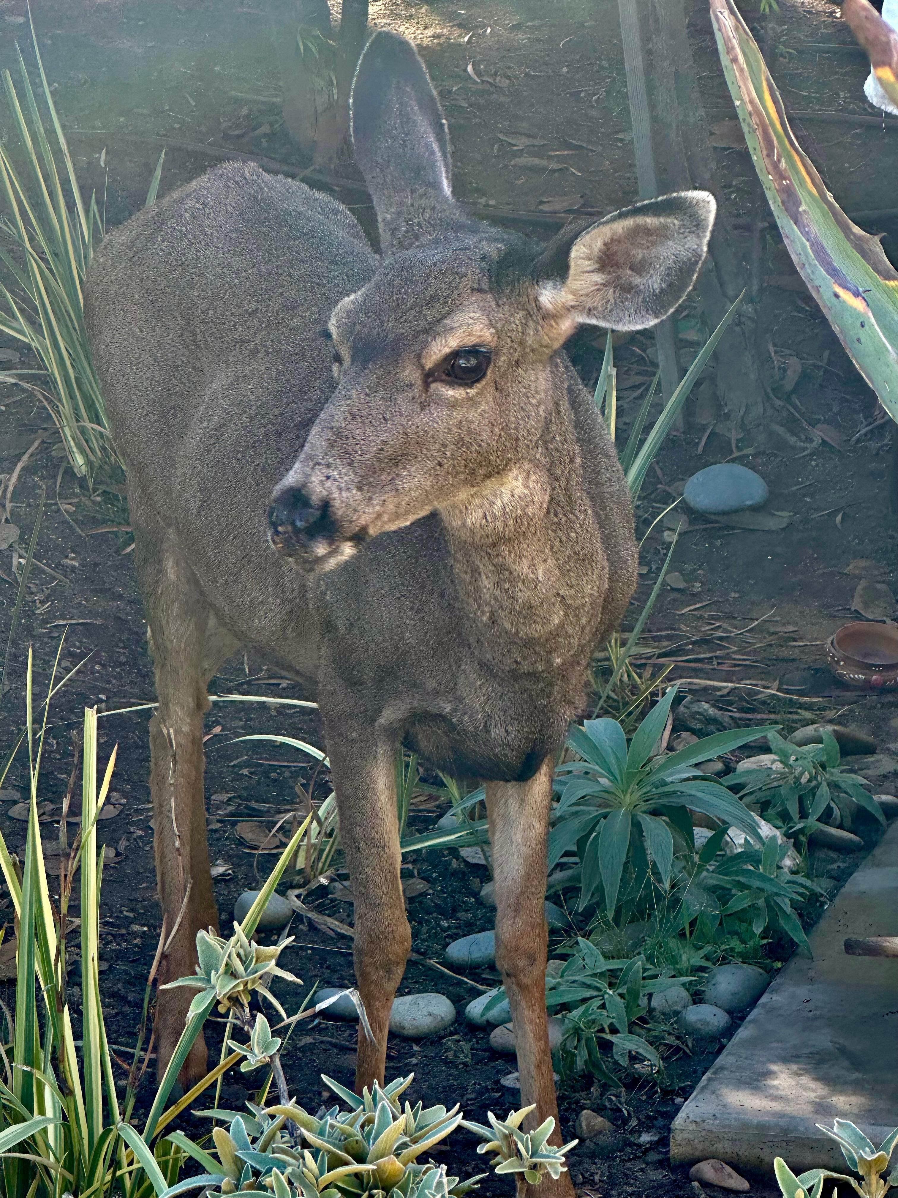 A friend let us scratch them behind the ears just above Descanso Beach Club.