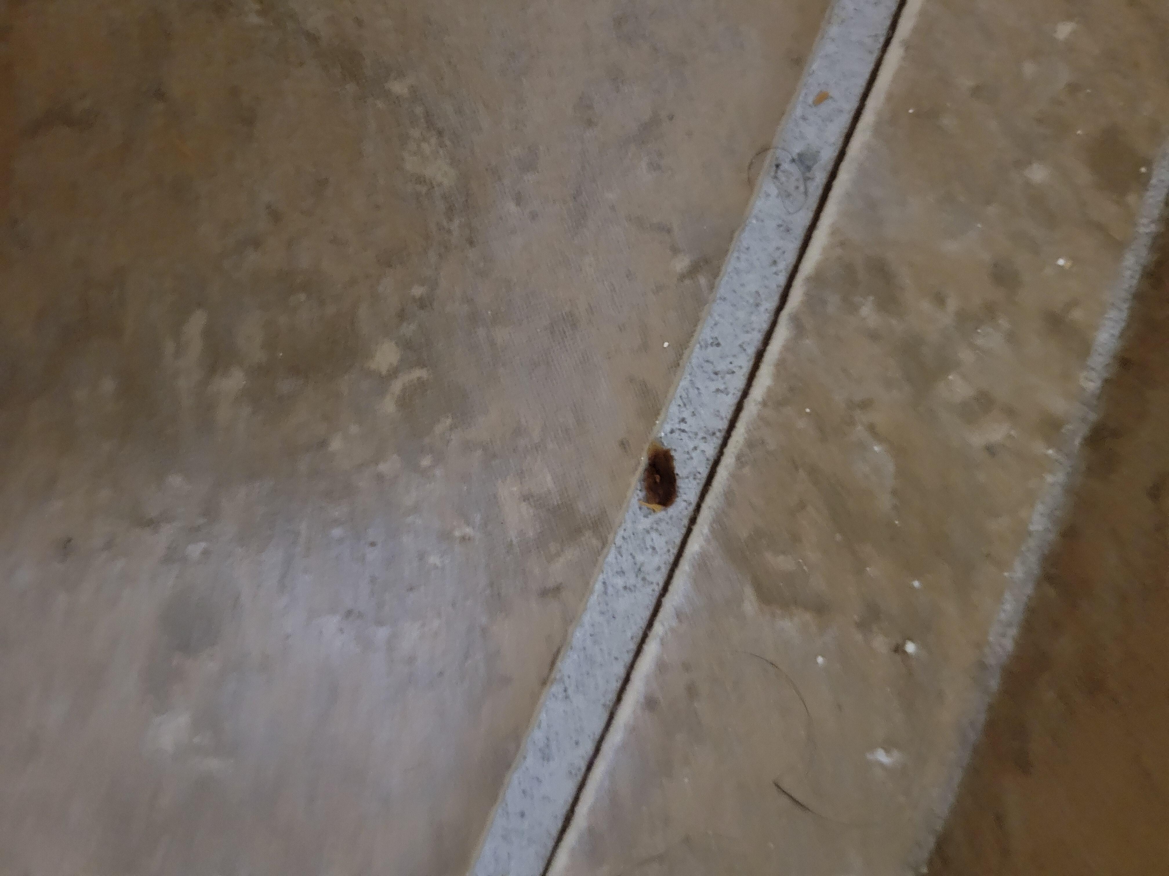 roaches killed atleast 5