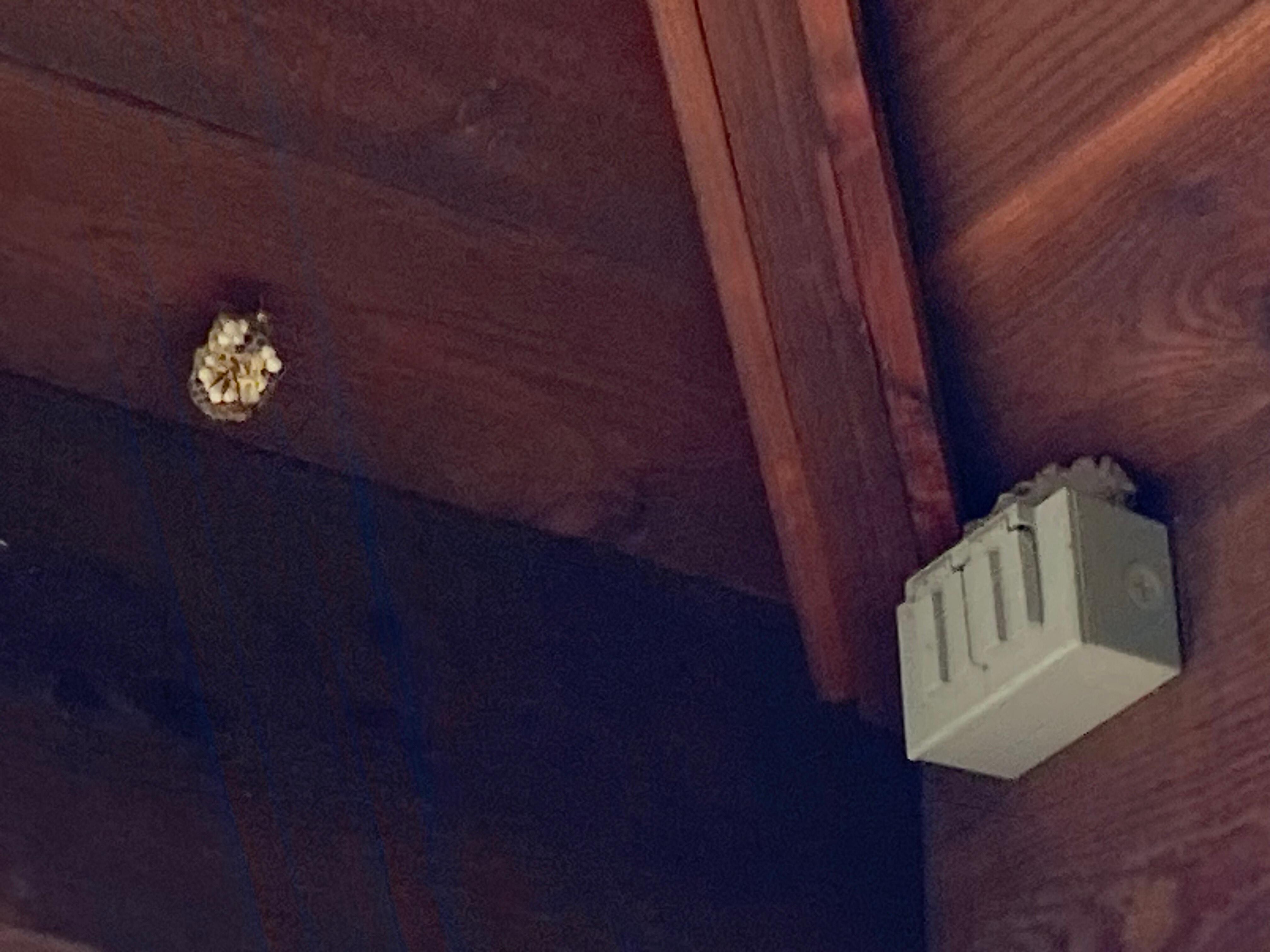 Wasp Nest, there were far more than the two in these photos.
