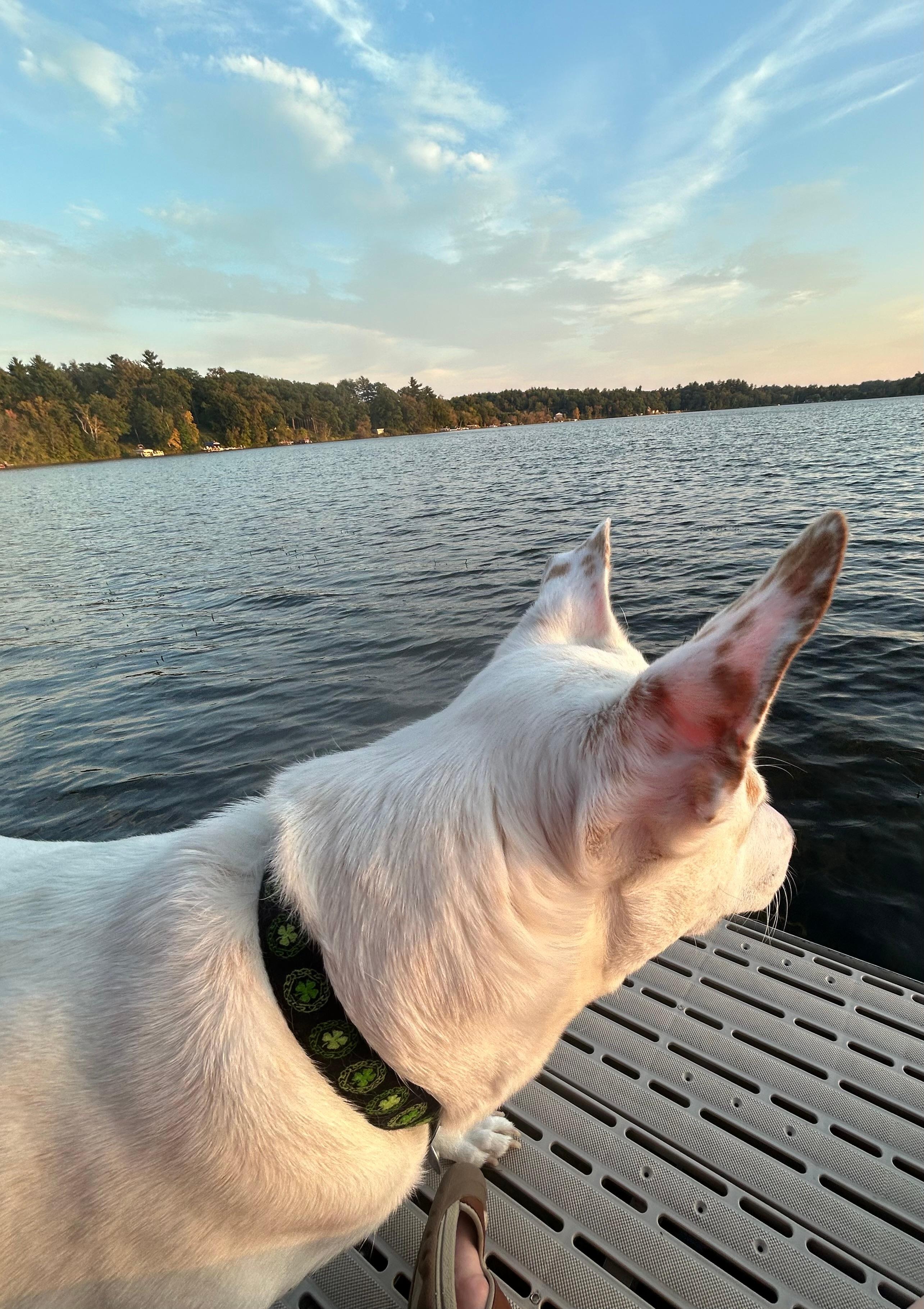 Our girl watching a pontoon. 