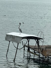 A majestic blue heron visiting!