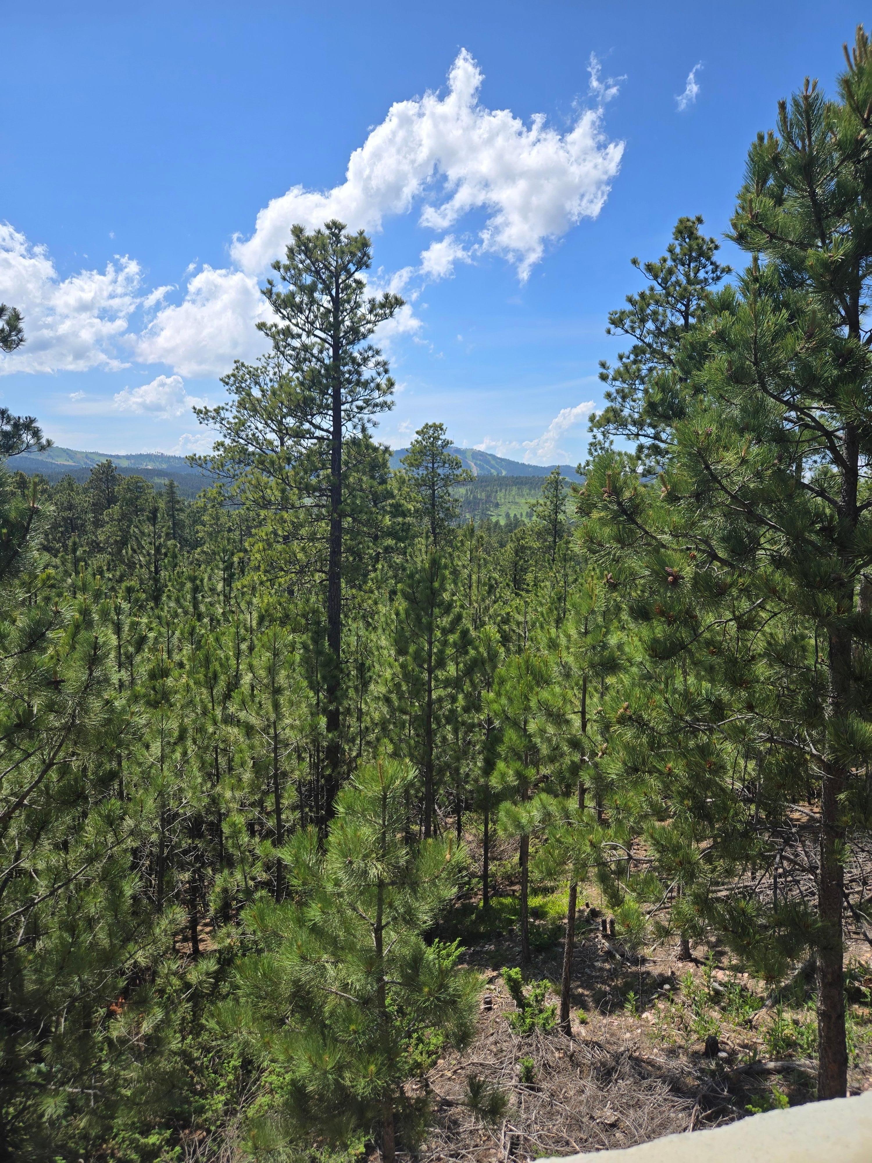 The afternoon view from the deck