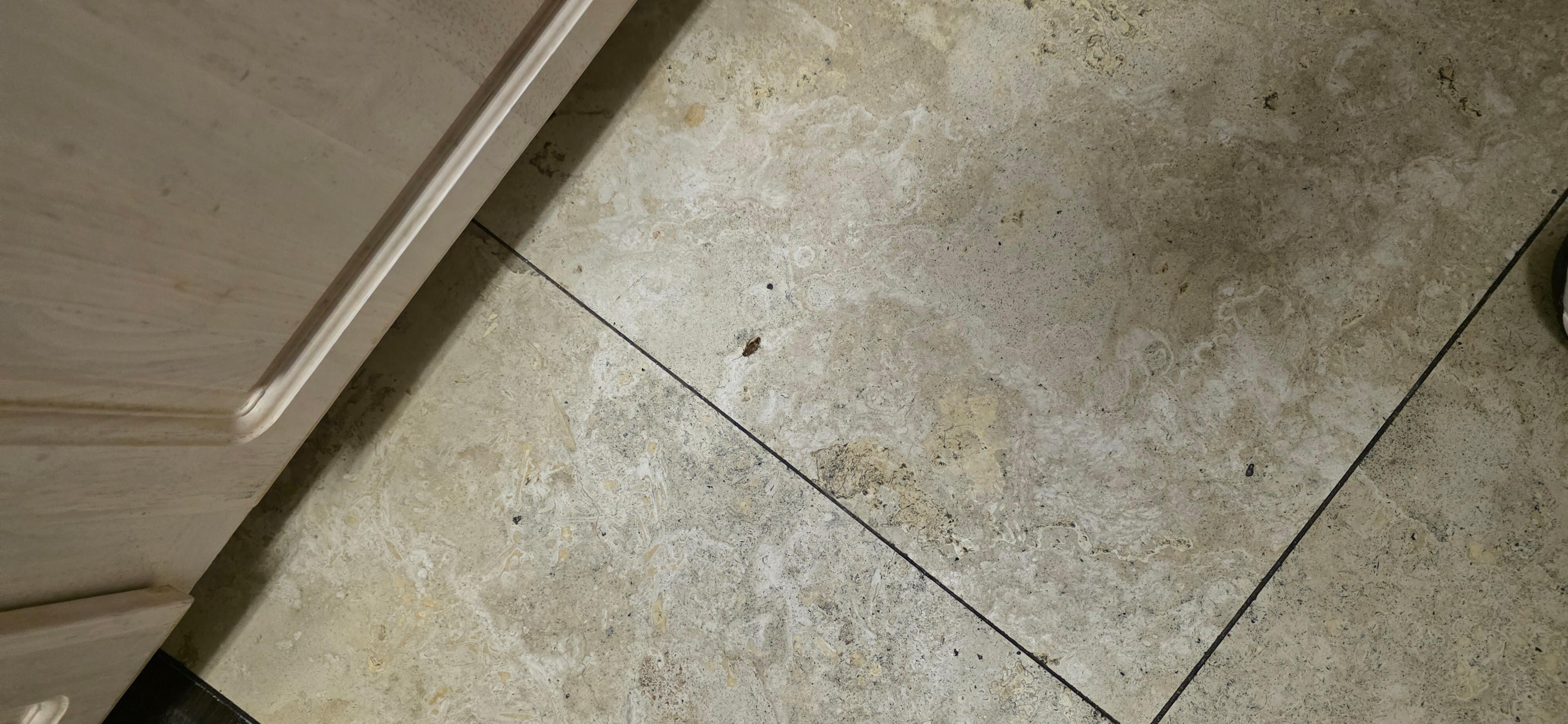 Another Roach