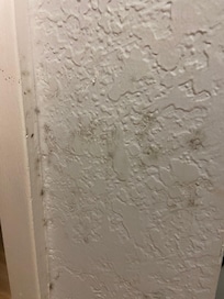 Mold on the walls, not just mold black mold