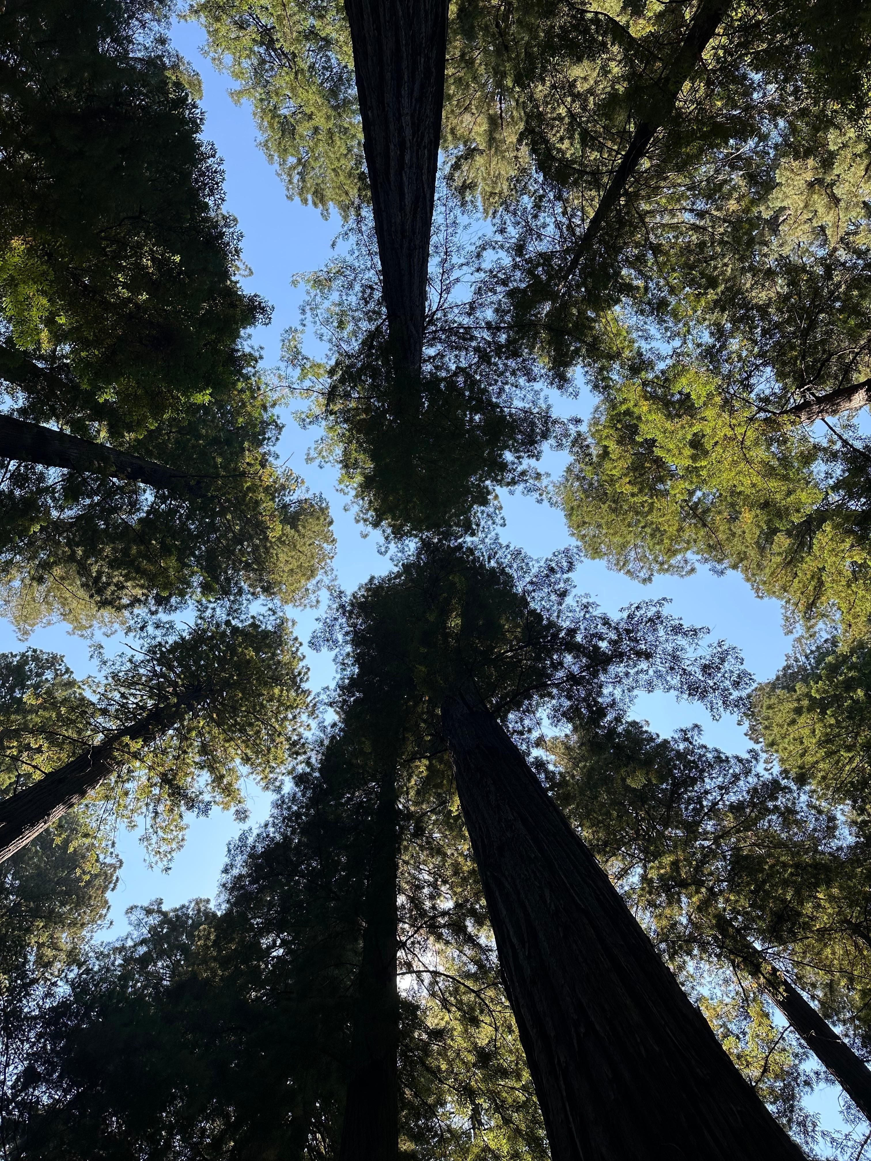 Founders Grove, Humboldt Redwoods Park 