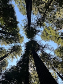 Founders Grove, Humboldt Redwoods Park