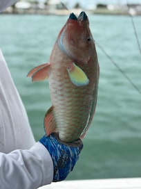 Parrot fish watch out for beak it will take a finger.