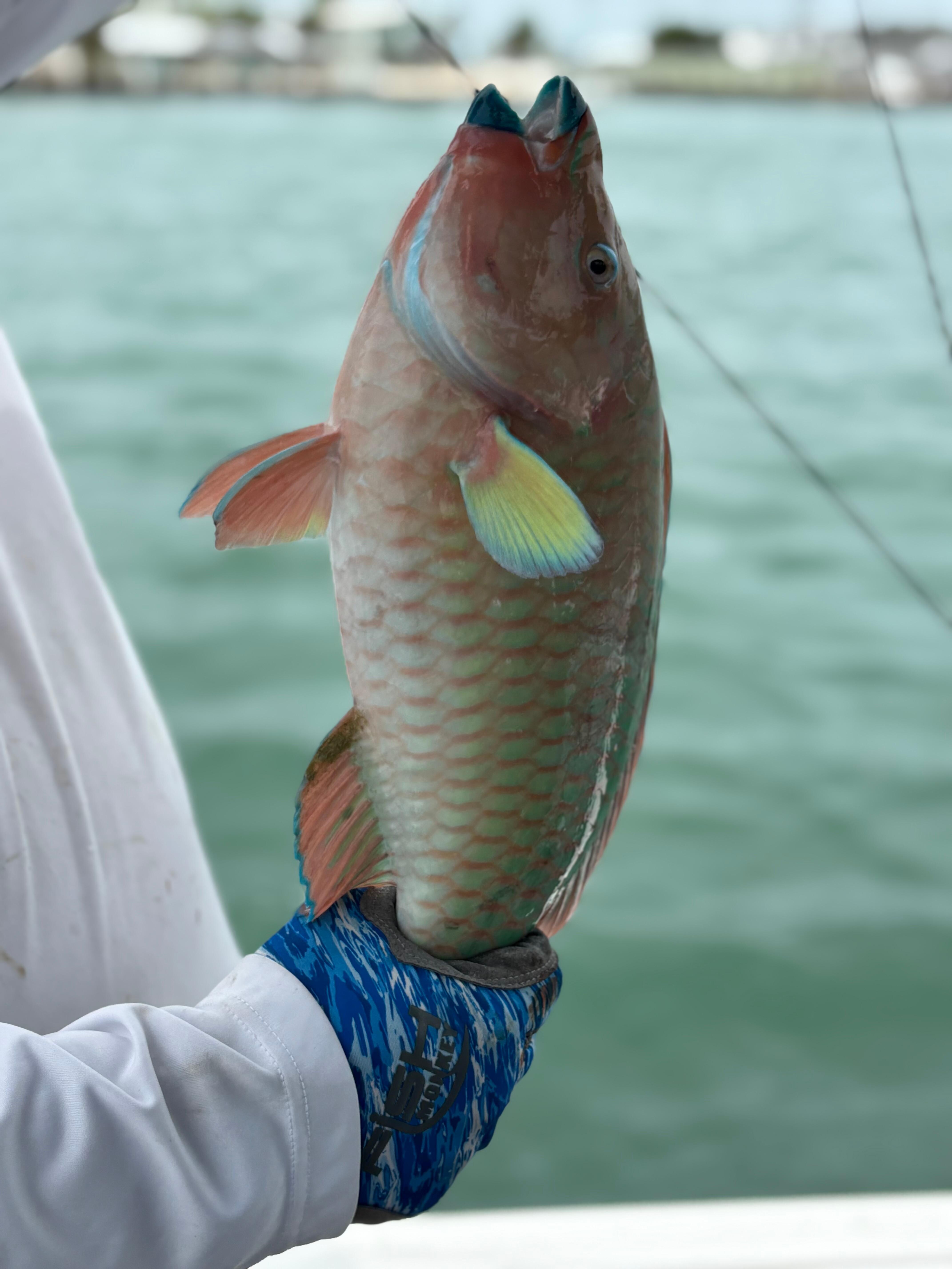Parrot fish watch out for beak it will take a finger.