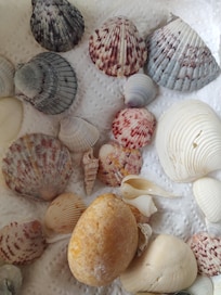 A selection of shells we found.