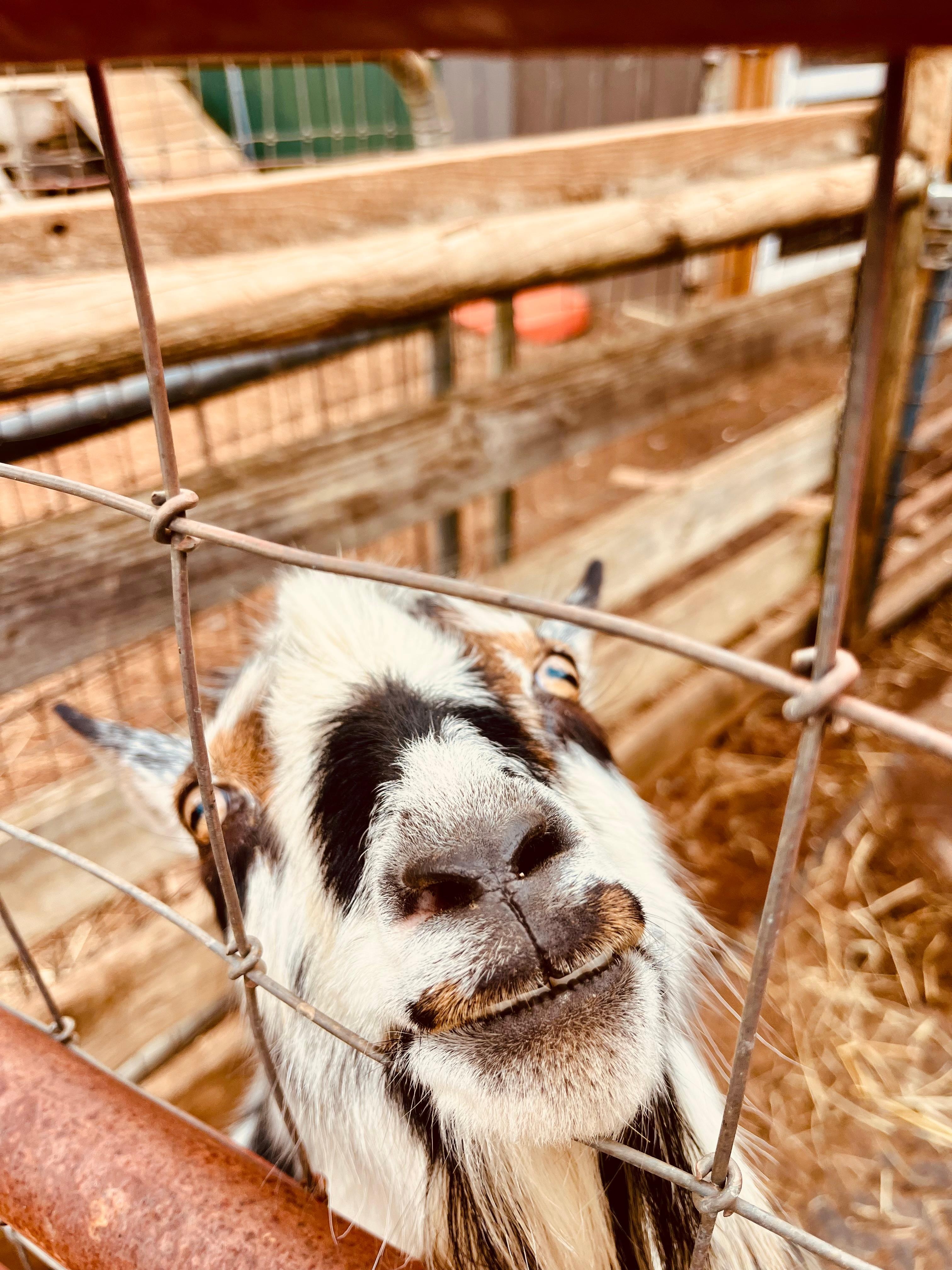 Goats are quite the hams!