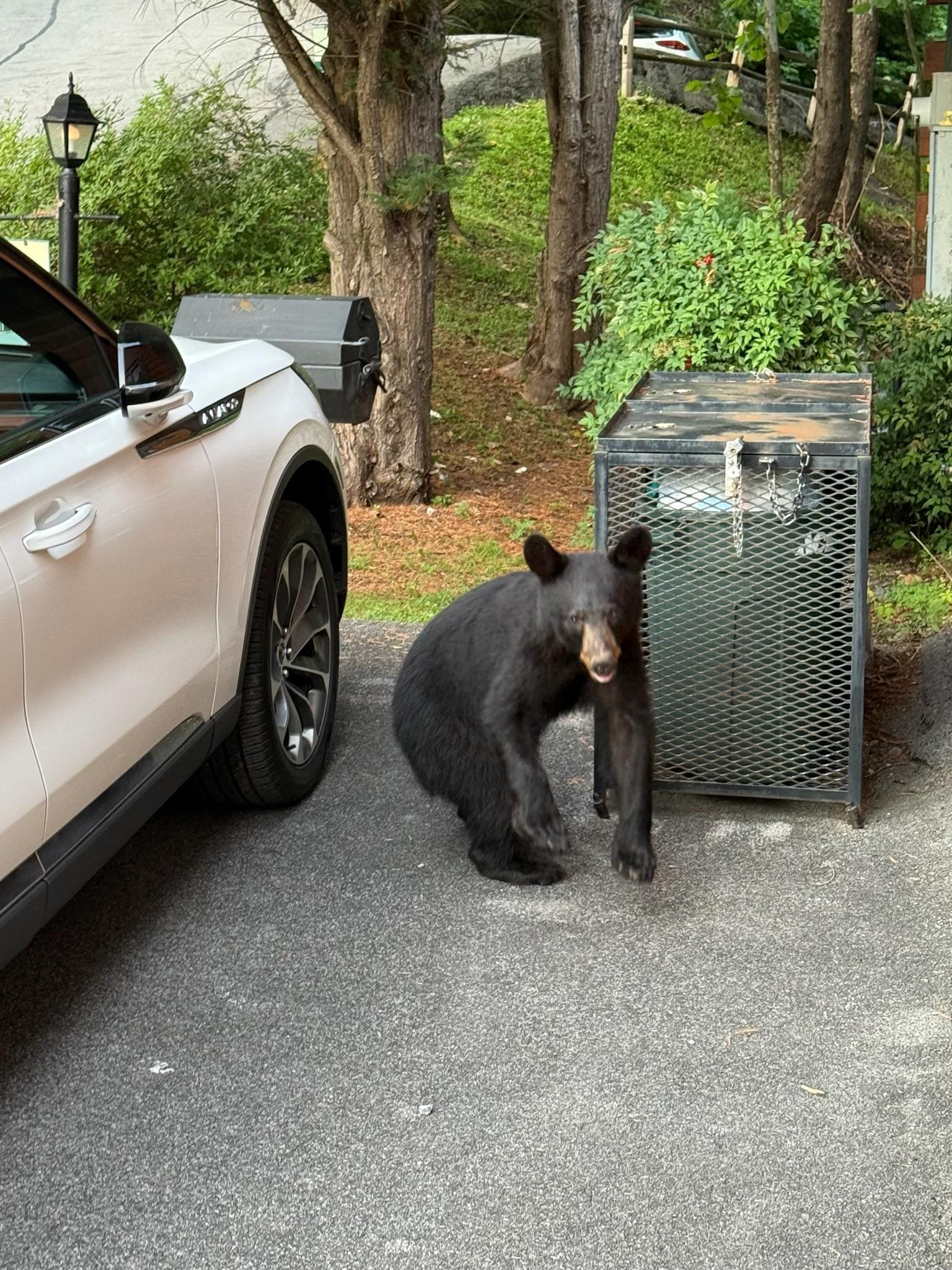 A bear checking to make sure we locked up our trash🤞