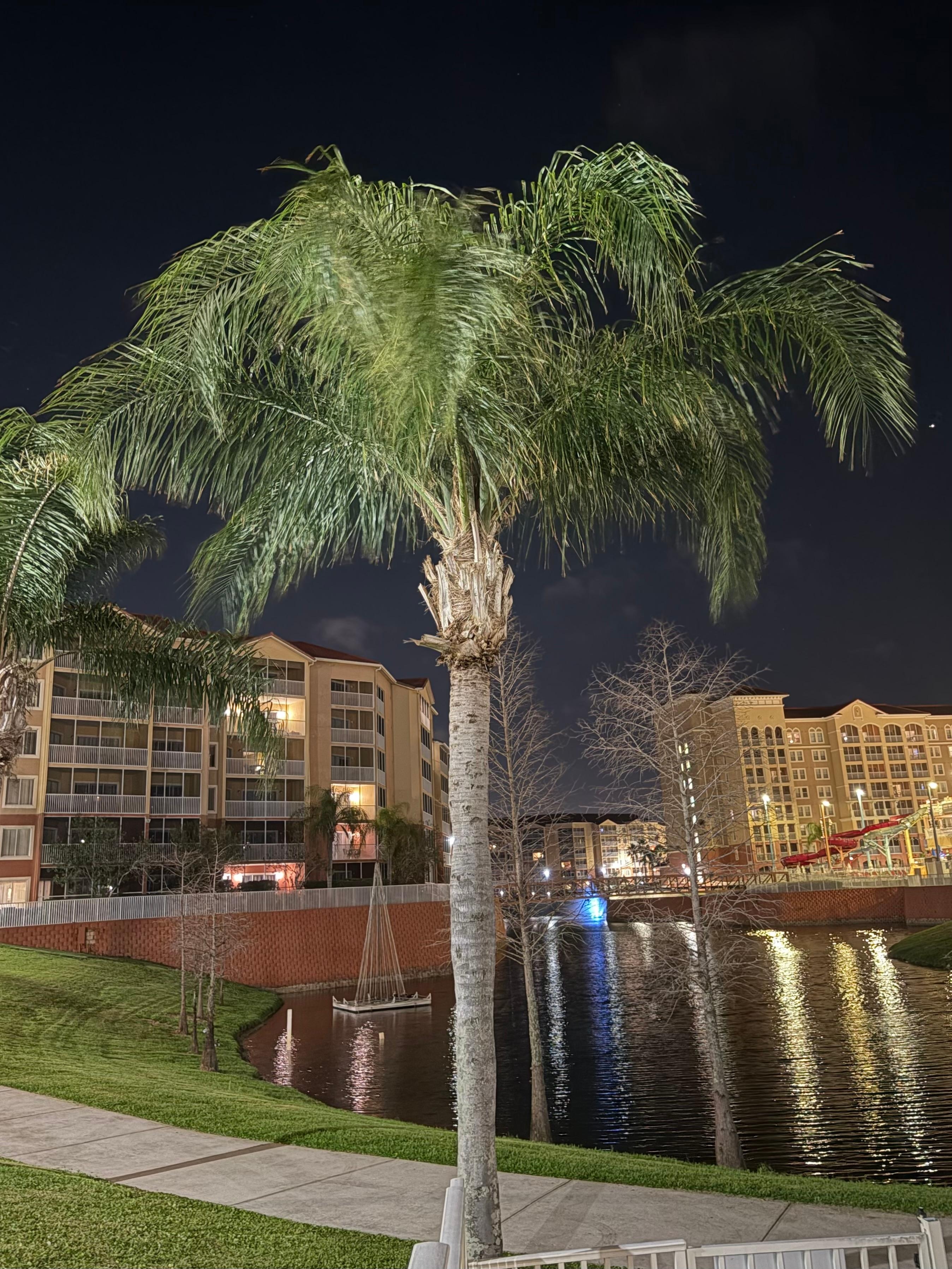 Love the Palms at Night