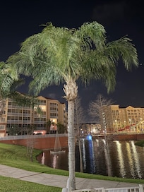 Love the Palms at Night