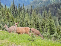 Hurricane Ridge