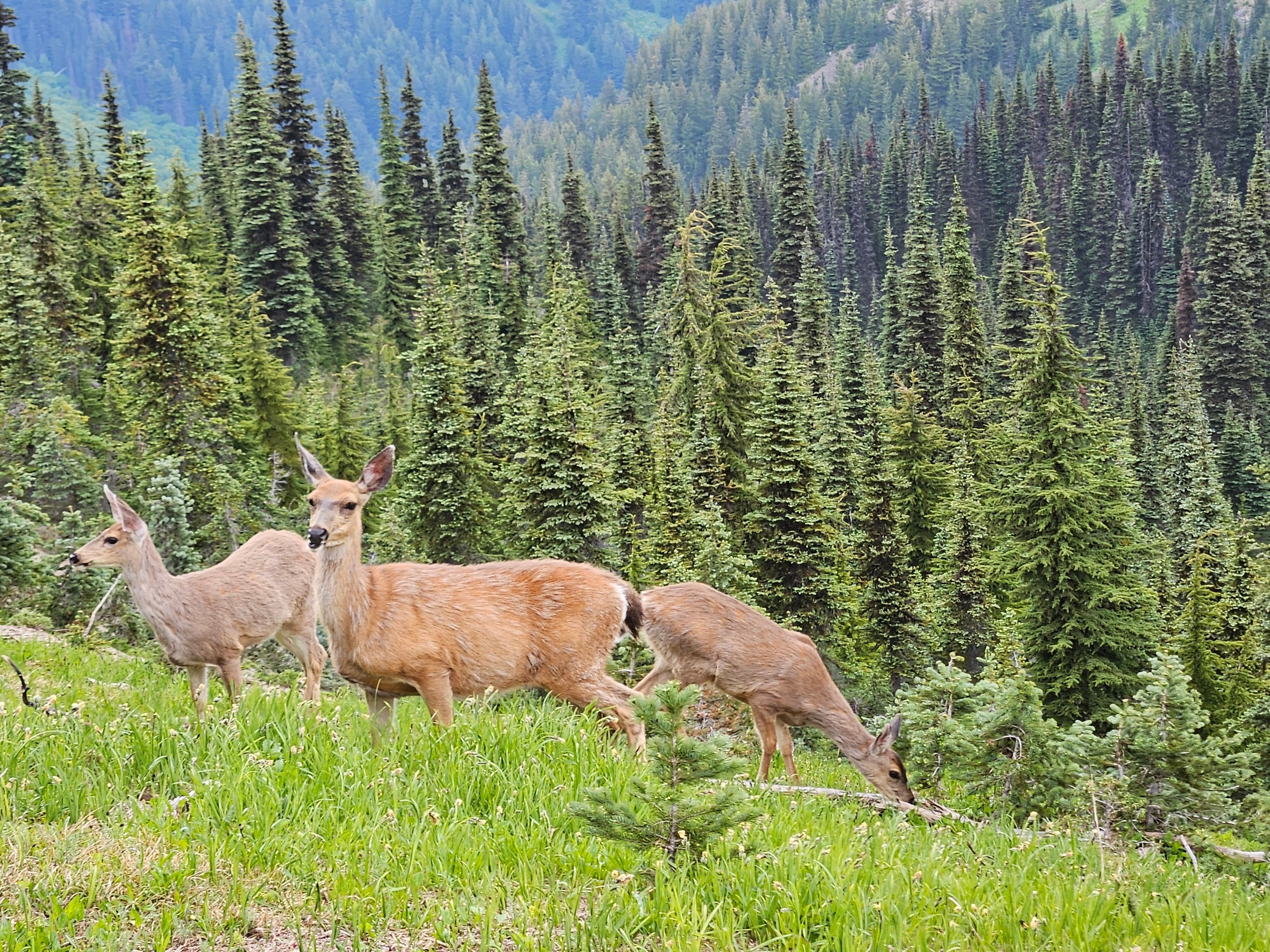 Hurricane Ridge 
