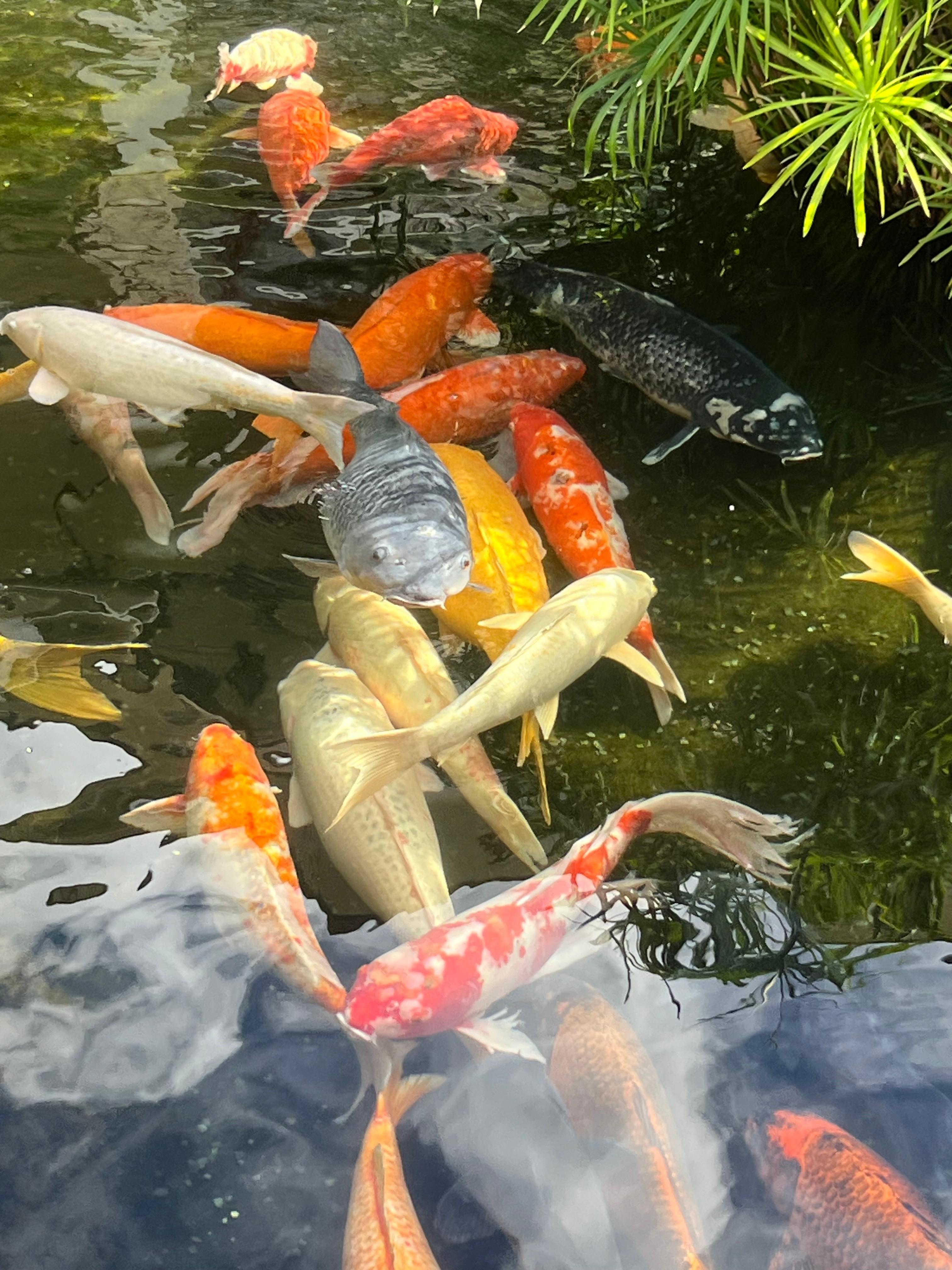 Koi ponds on property