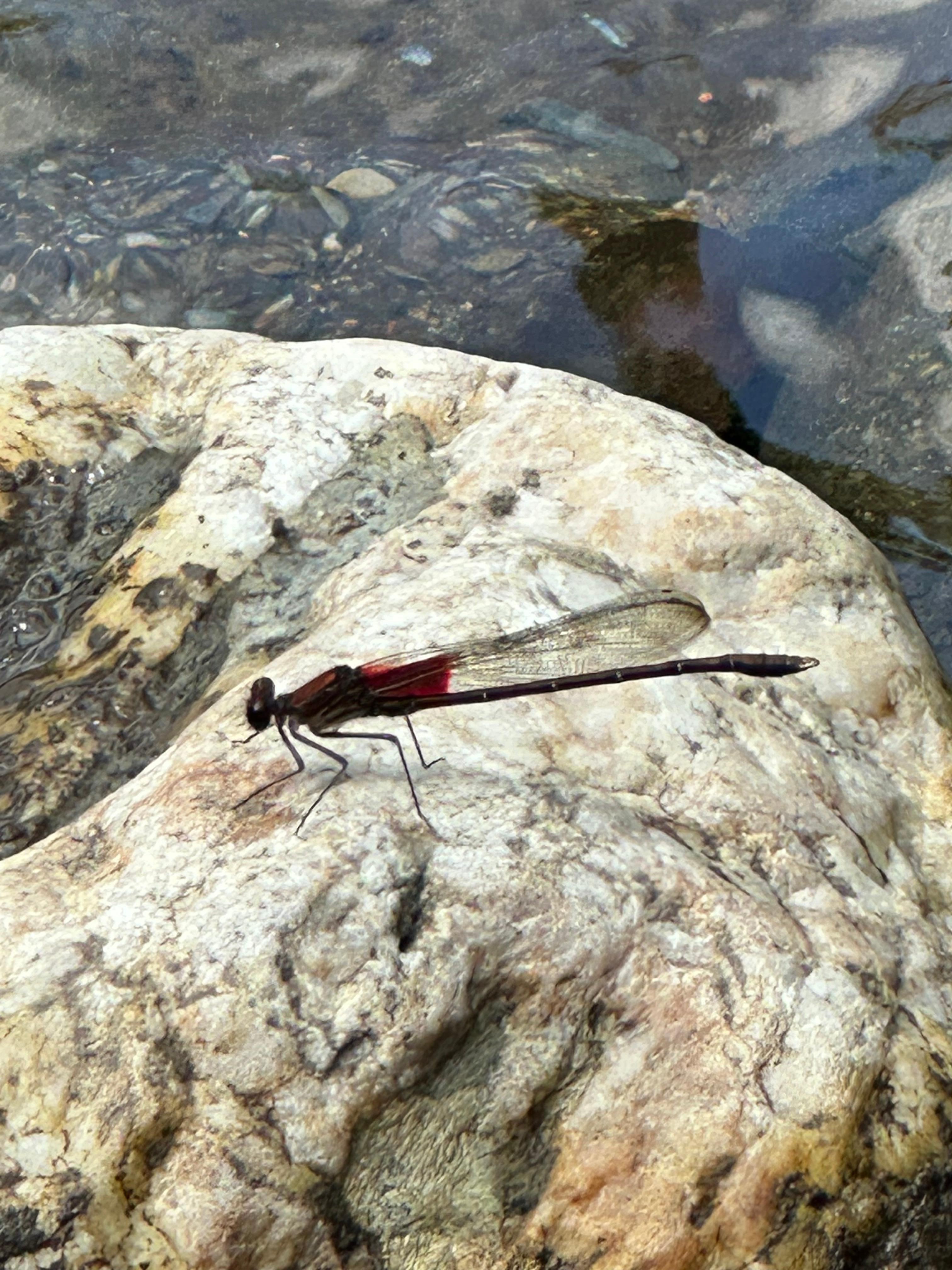 This is the dragonfly I seen every day at the river. 