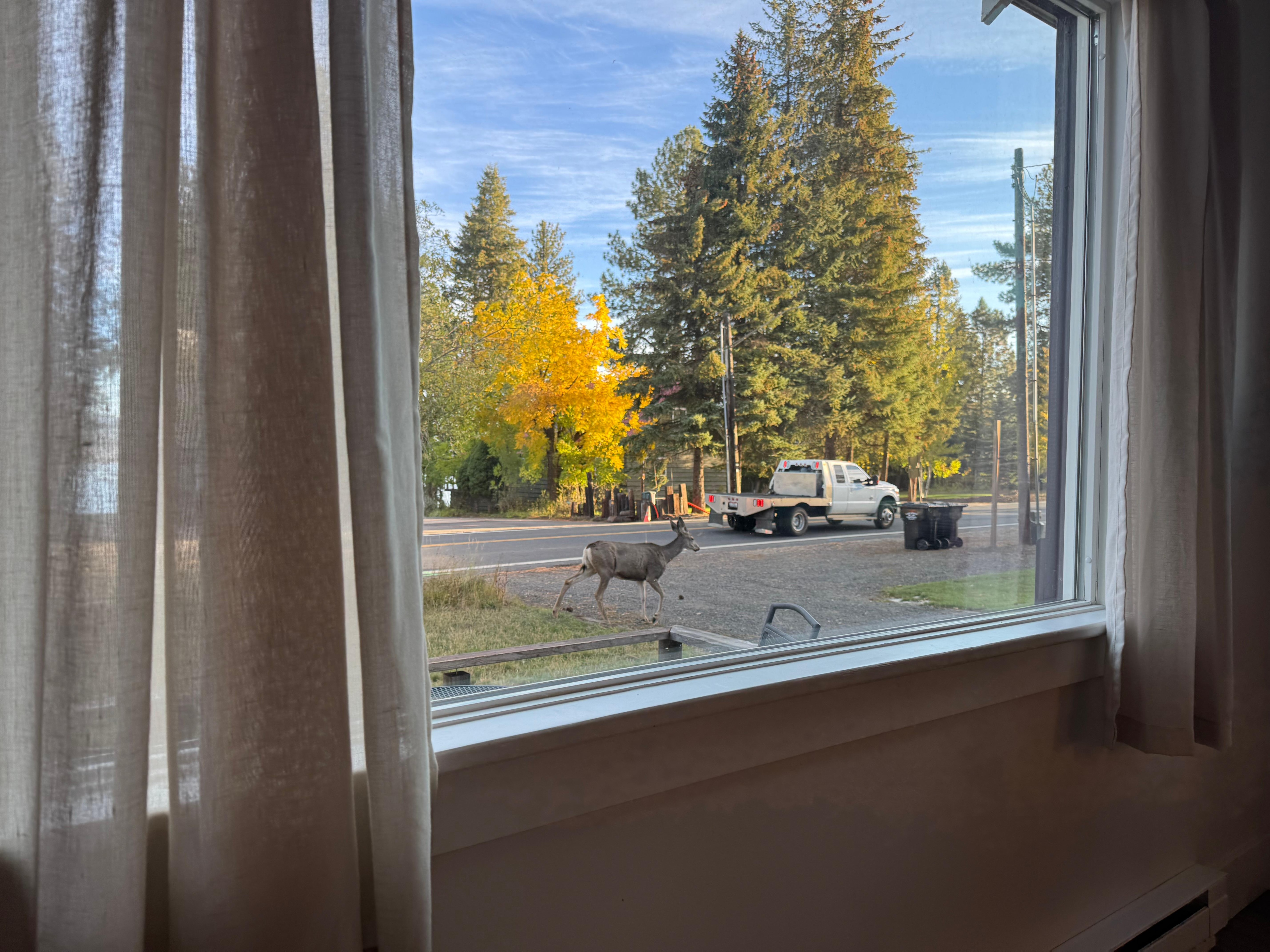 Deer walked through the yard daily.