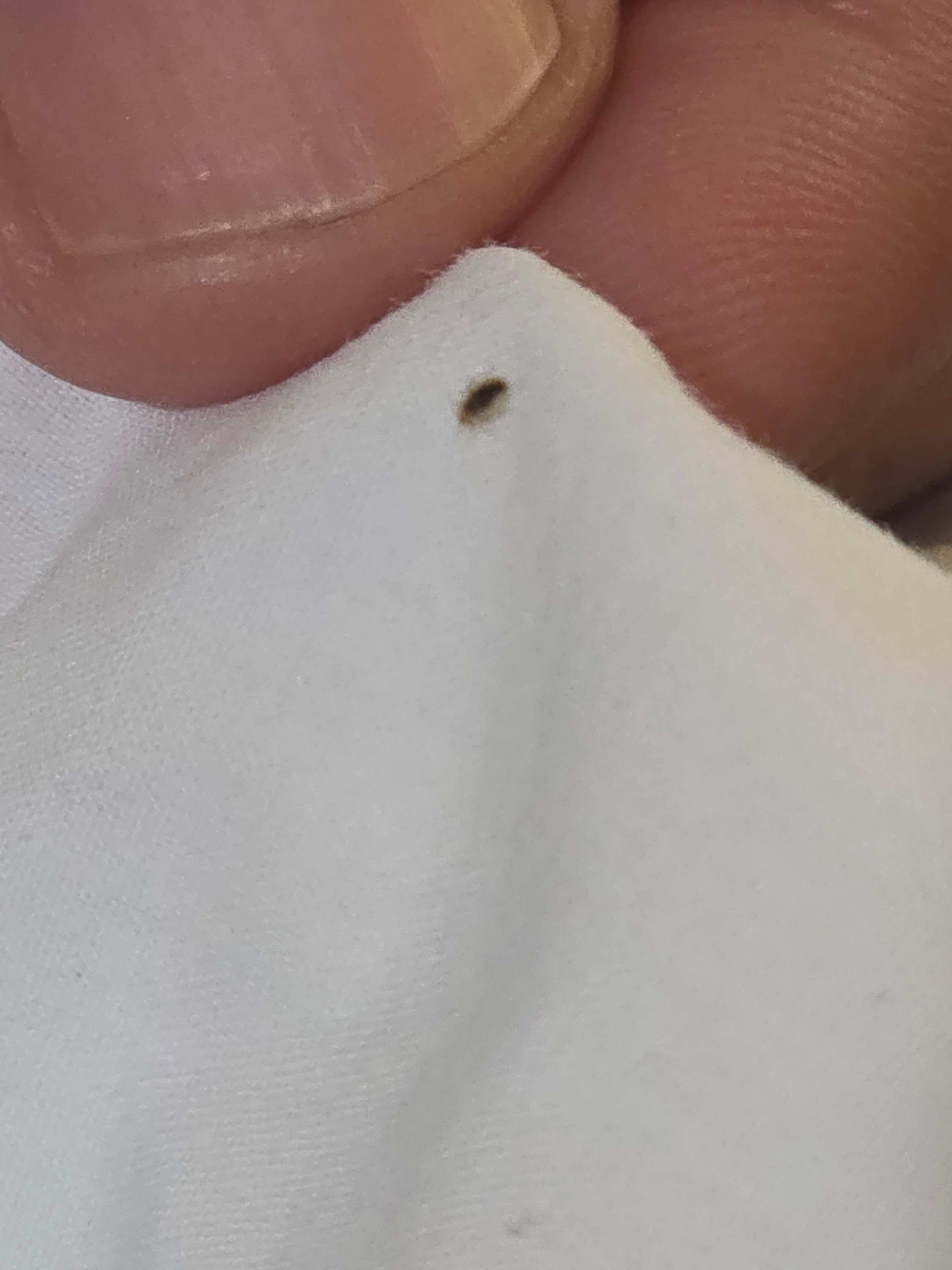 Bed bug on pillow cases