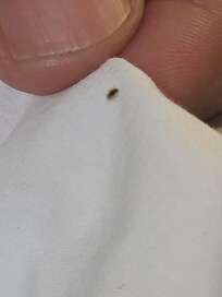 Bed bug on pillow cases