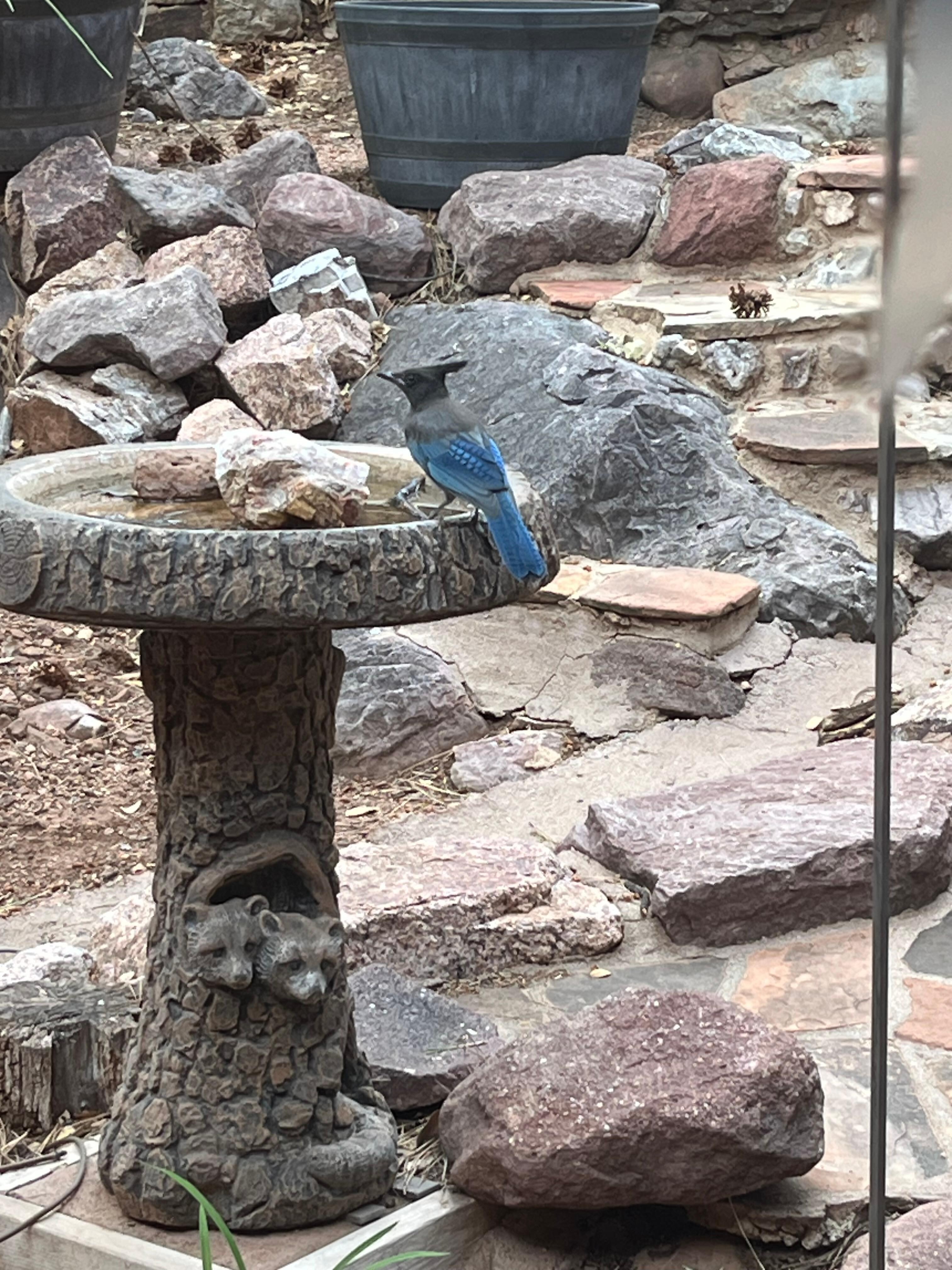 Blue jay in front yard bird bath