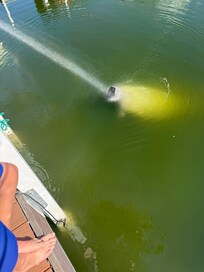 Manatee behind the house.