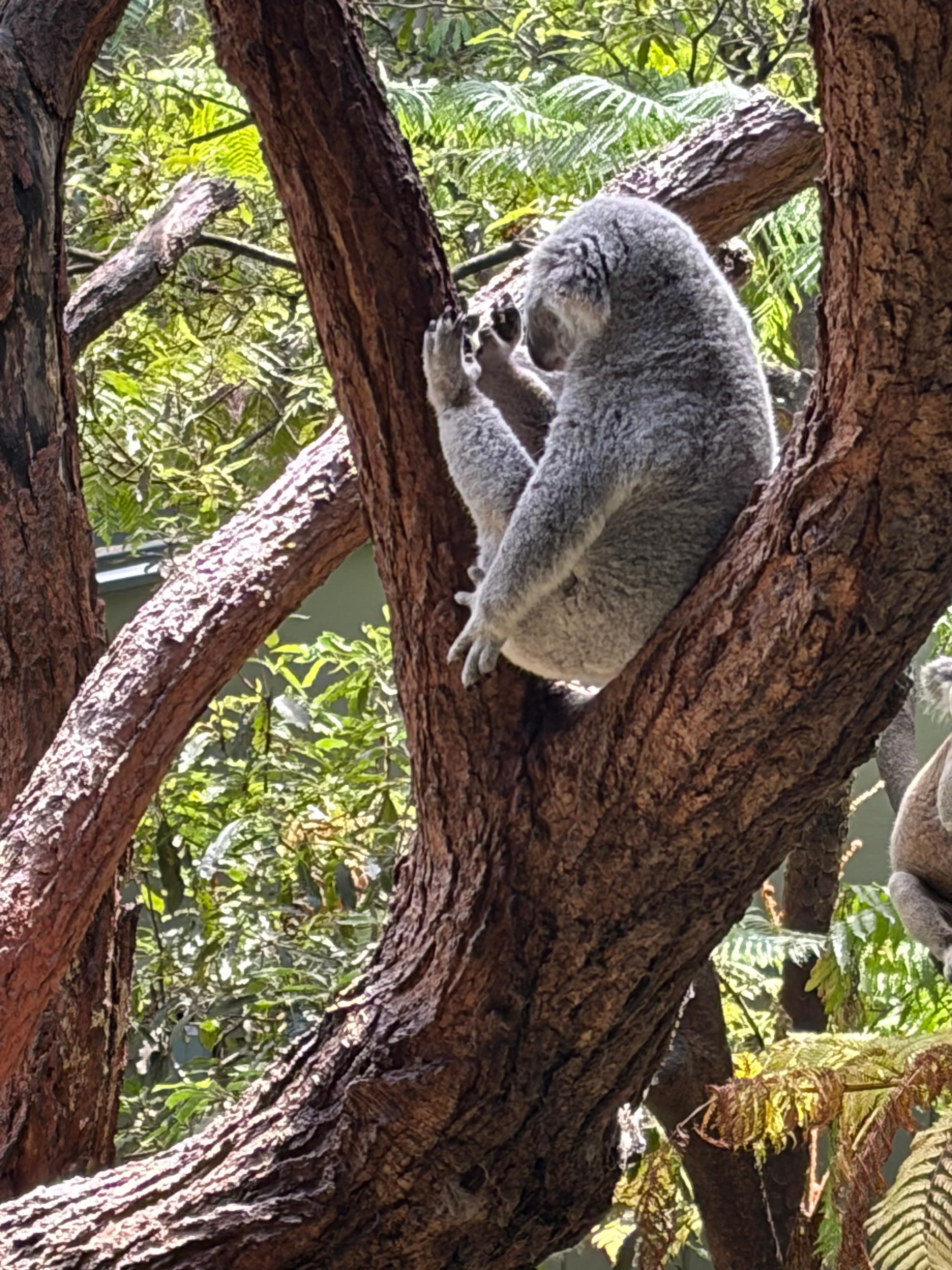 Wildlife retreat at Taranga zoo