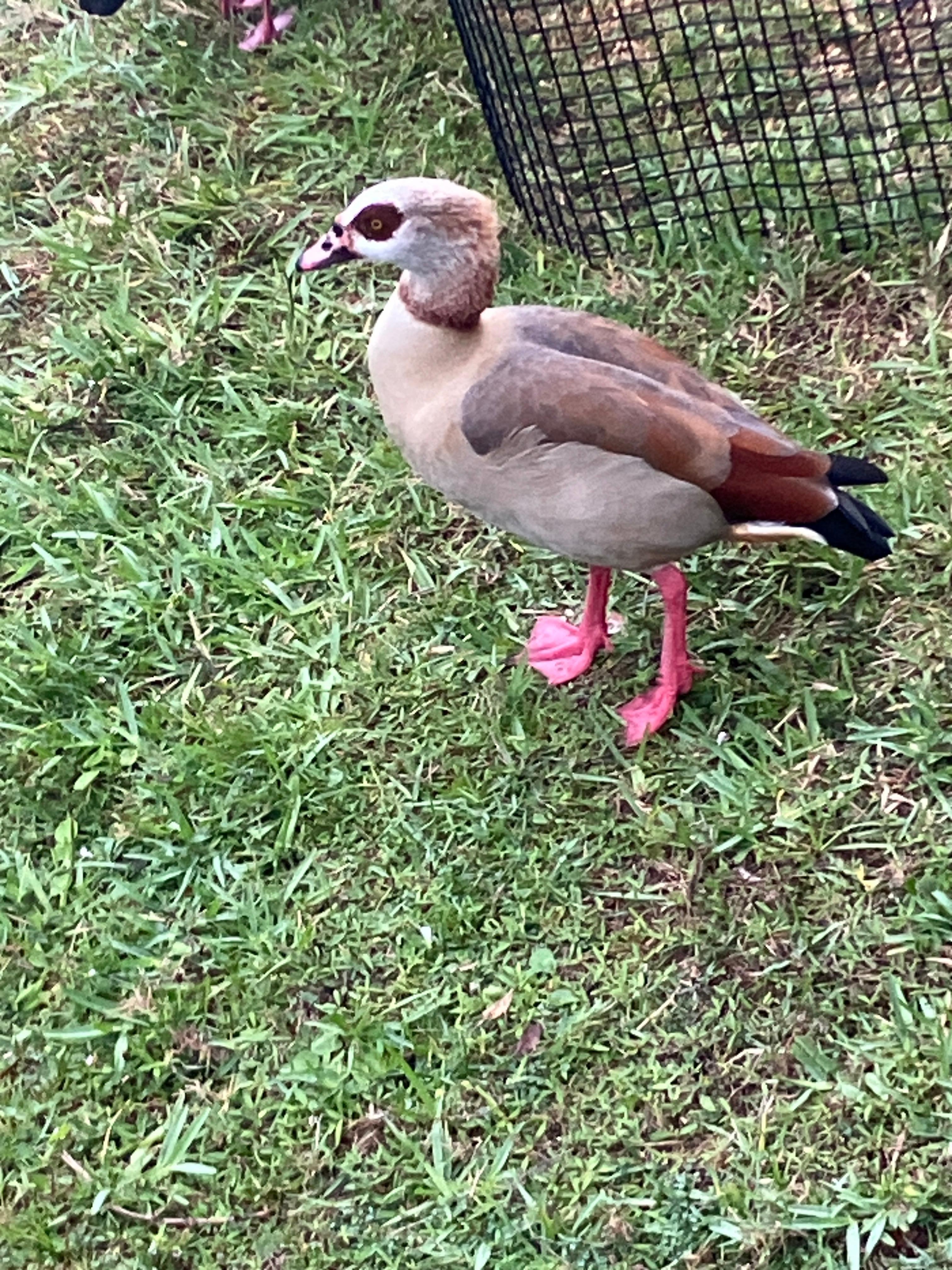 We also ran into this Egyptian Goose walking the pond behind the condo.