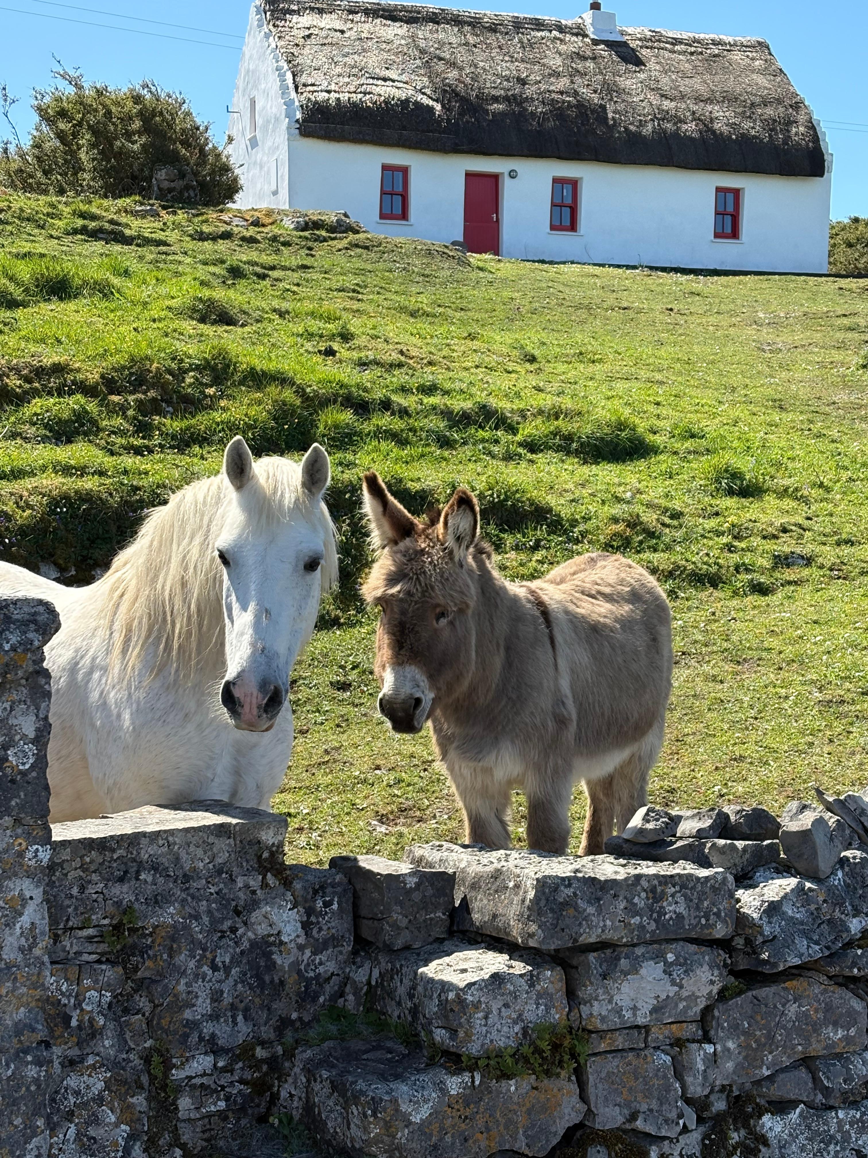 Inish Mór on pony and trap ride with Garry and Jessie. Jessie did the heavy work while Garry told us a bit of his life on the island, we wish them well!