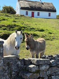 Inish Mór on pony and trap ride with Garry and Jessie. Jessie did the heavy work while Garry told us a bit of his life on the island, we wish them well!