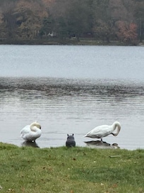 Our morning visitors.