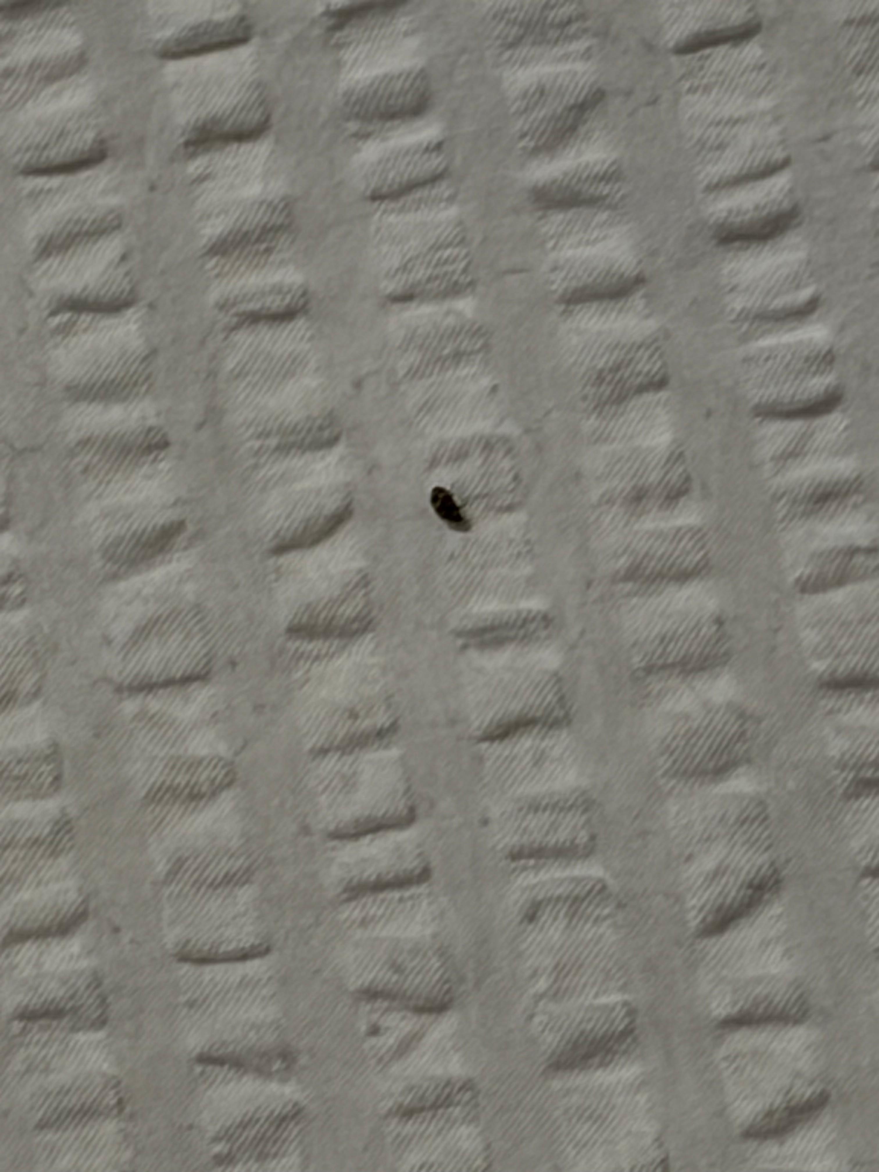 Bed bug crawling on the bed
