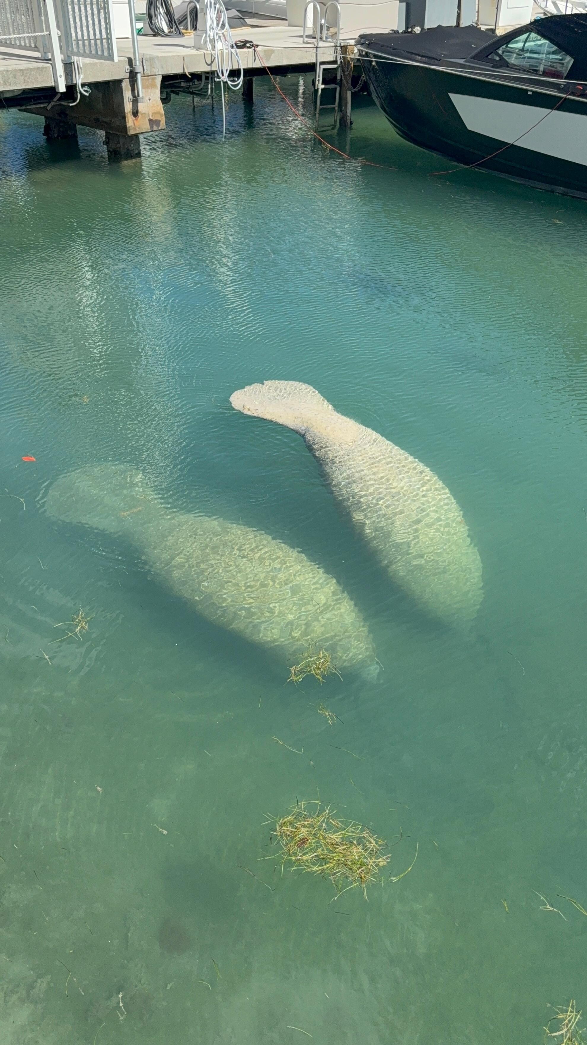 Manatees swimming right next to the bayside entrance 