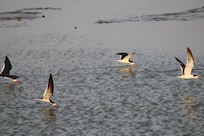 Black Skimmers