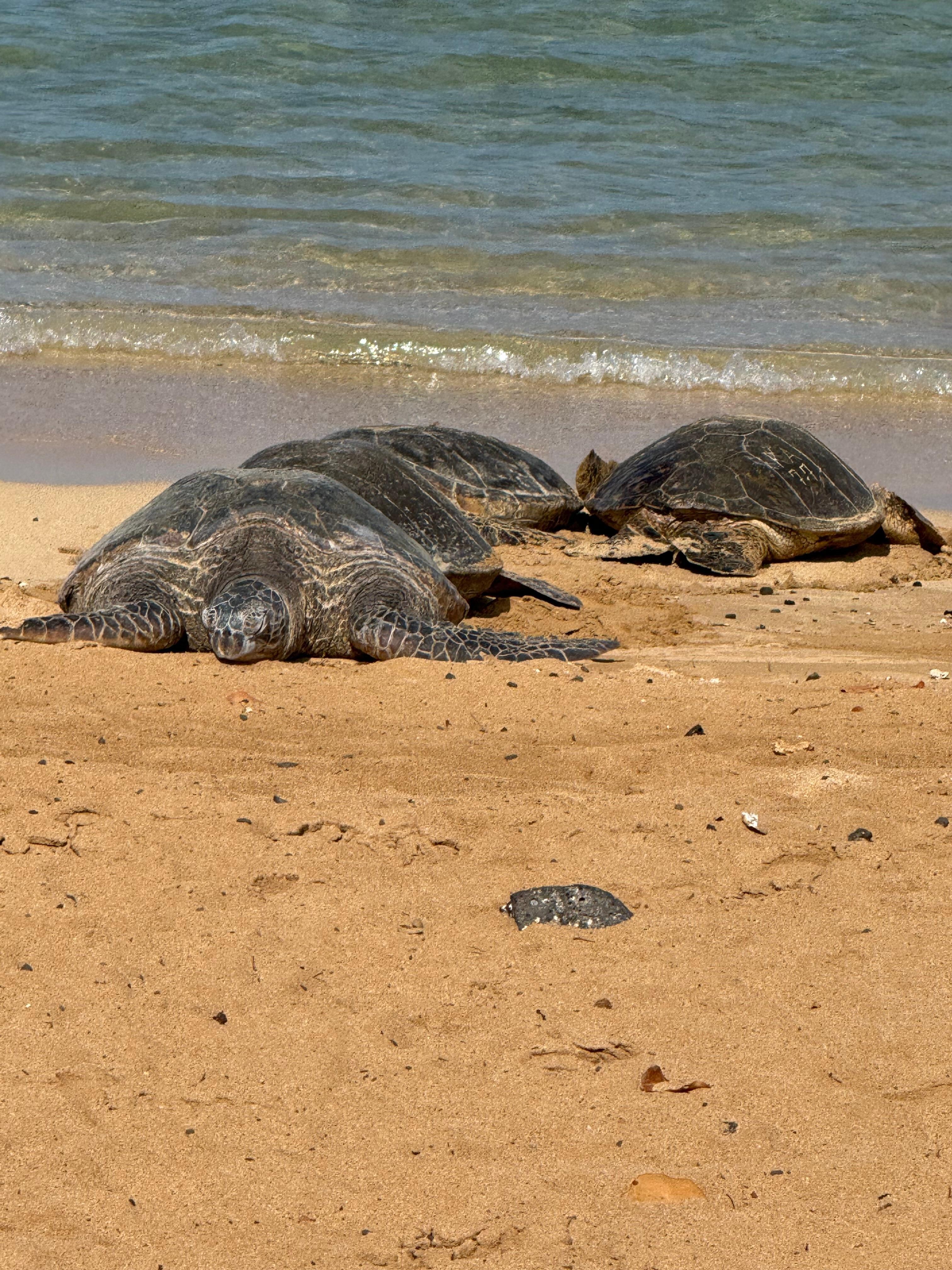 Giant turtles on Poipu Beach