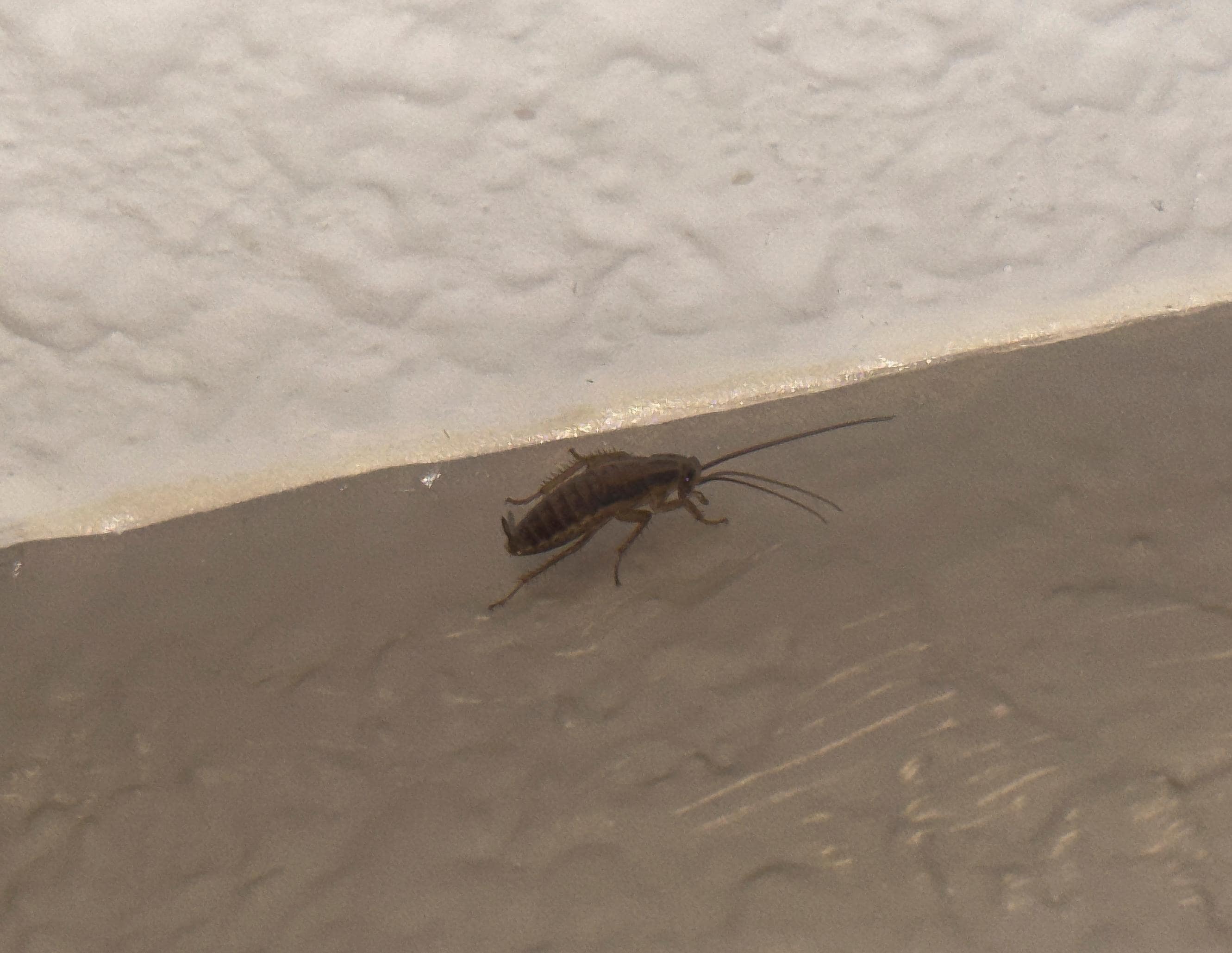 Another cockroach 