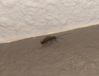 Another cockroach